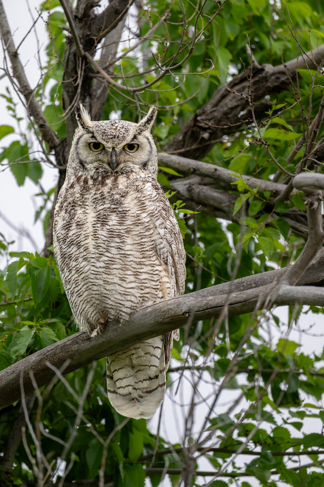 Great horned owl, Grasslands National Park - West Block, Saskatchewan.