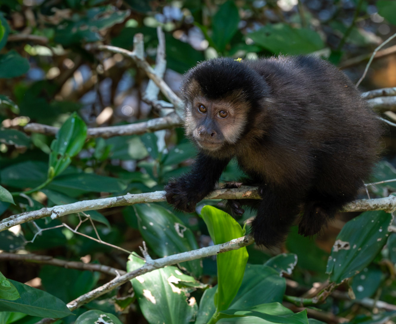 Black capuchin monkey, Iguazu Falls, Argentina.