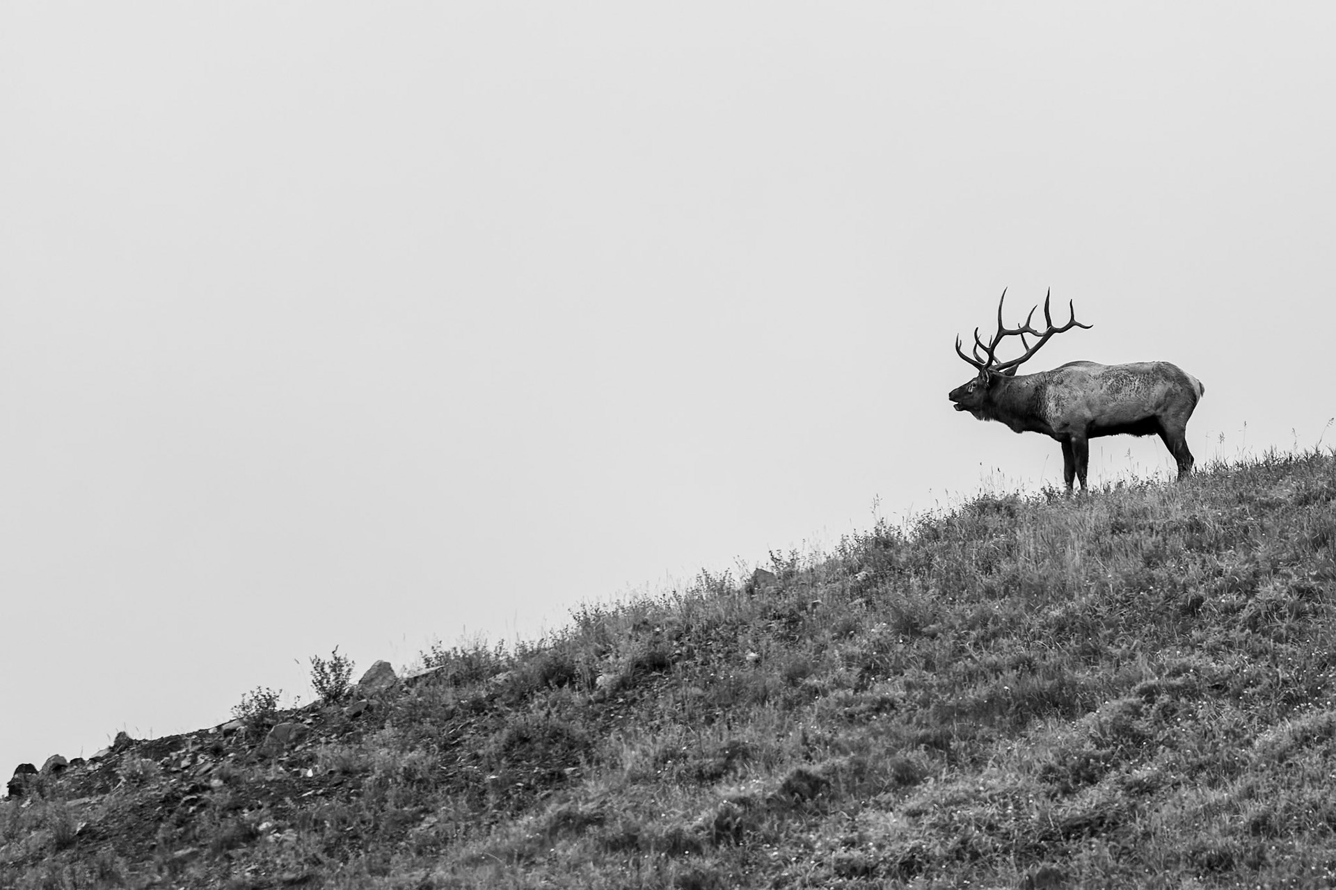 A lone bull elk bugles to prospective mates at top a hillside.
