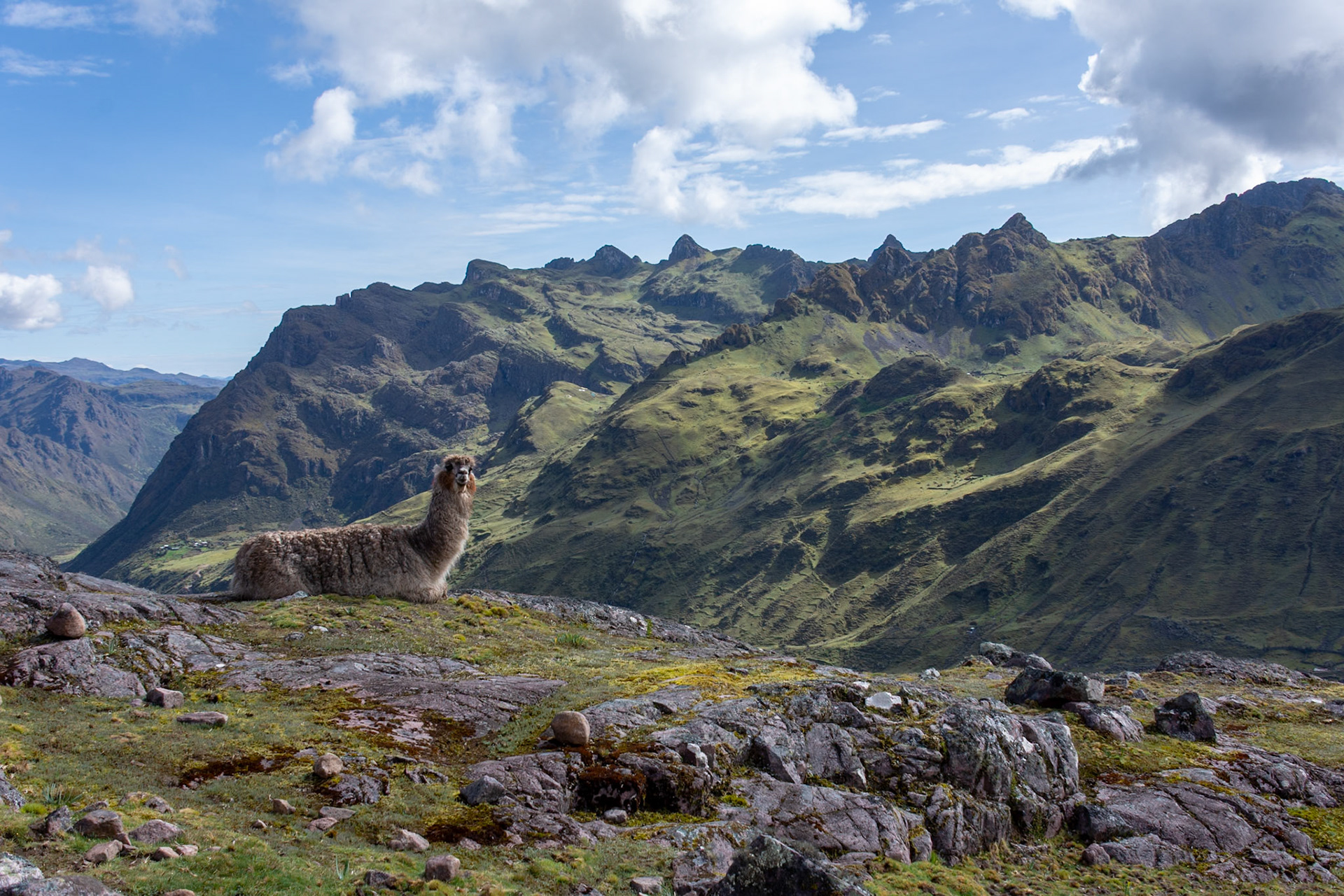Llama in Urubamba mountain range, Peru.