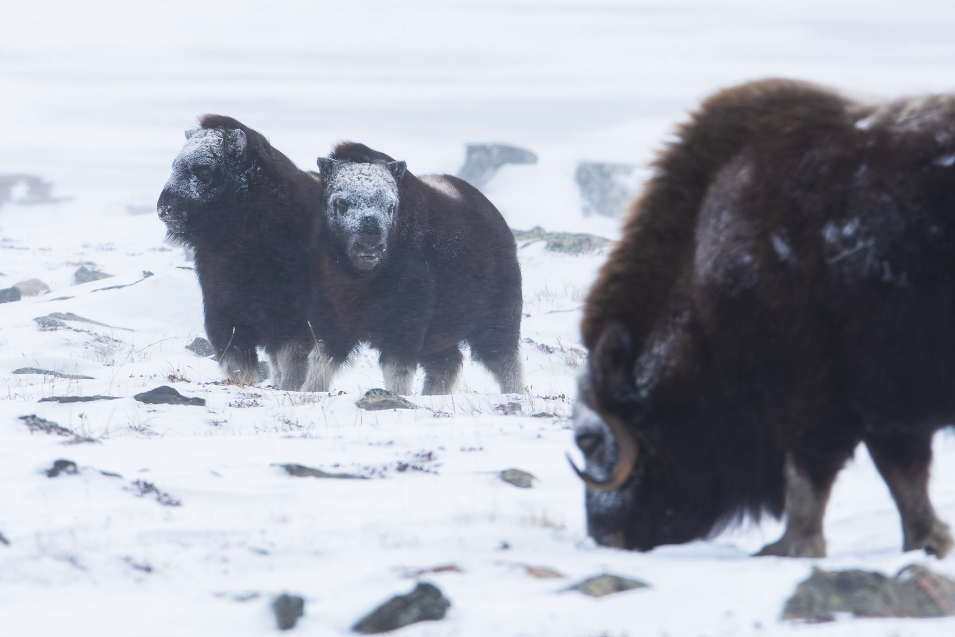 Musk ox calves keeping an eye out for danger.