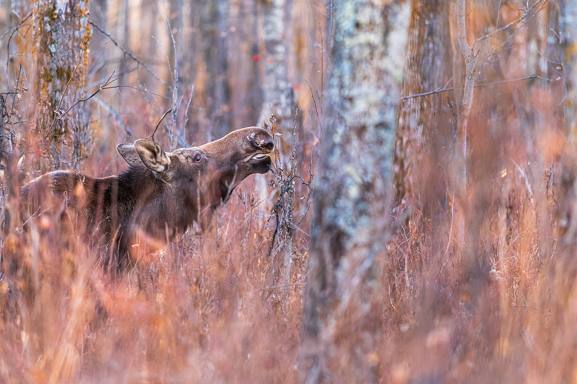 Moose browsing woody vegetation on a fall day in central Alberta.