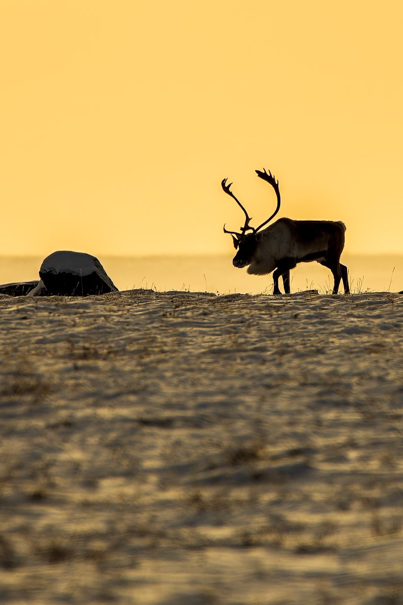 Barren-ground caribou against the backdrop of an arctic sunrise.