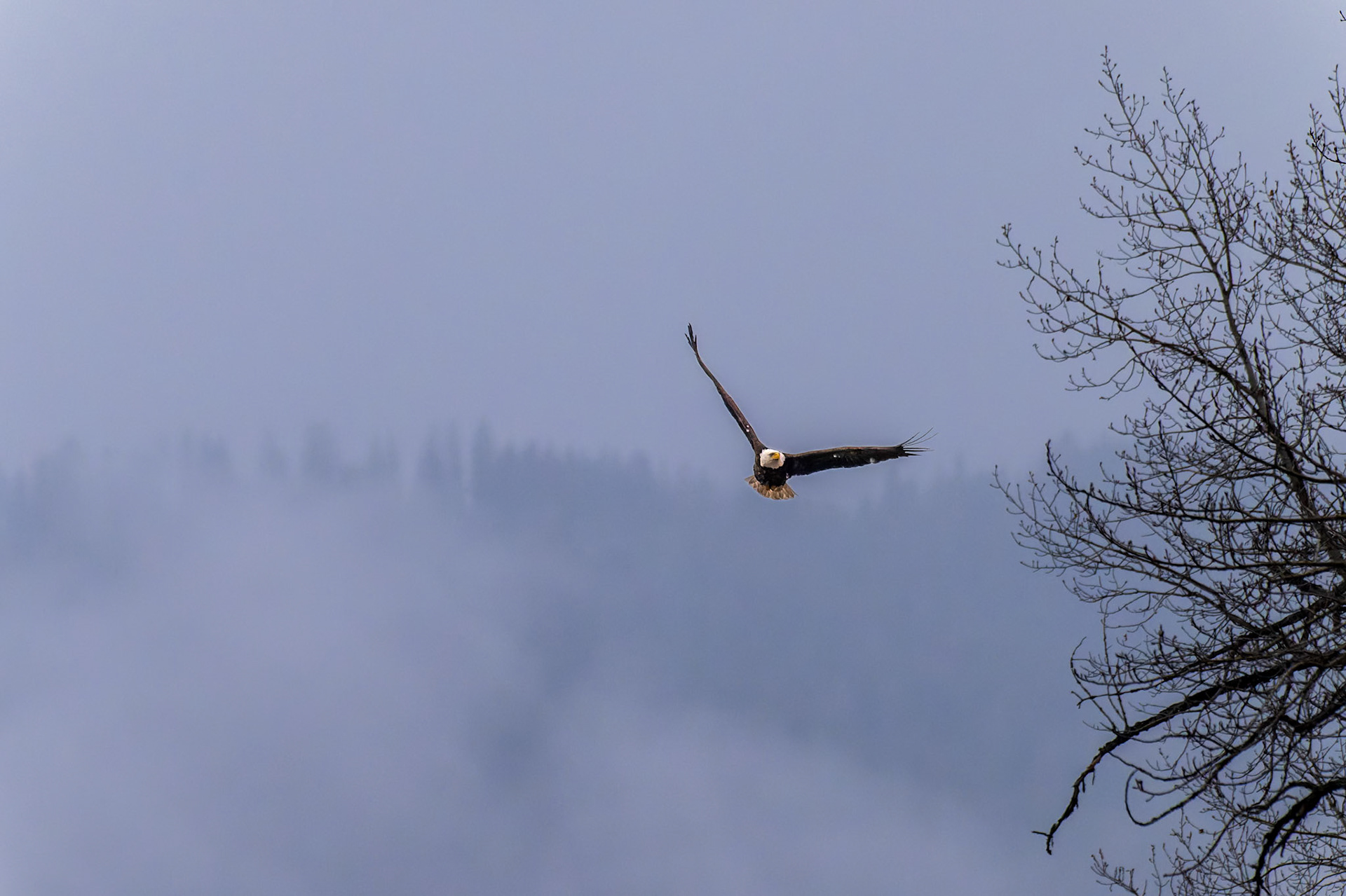 Bald eagles flies from its perch on a foggy morning.