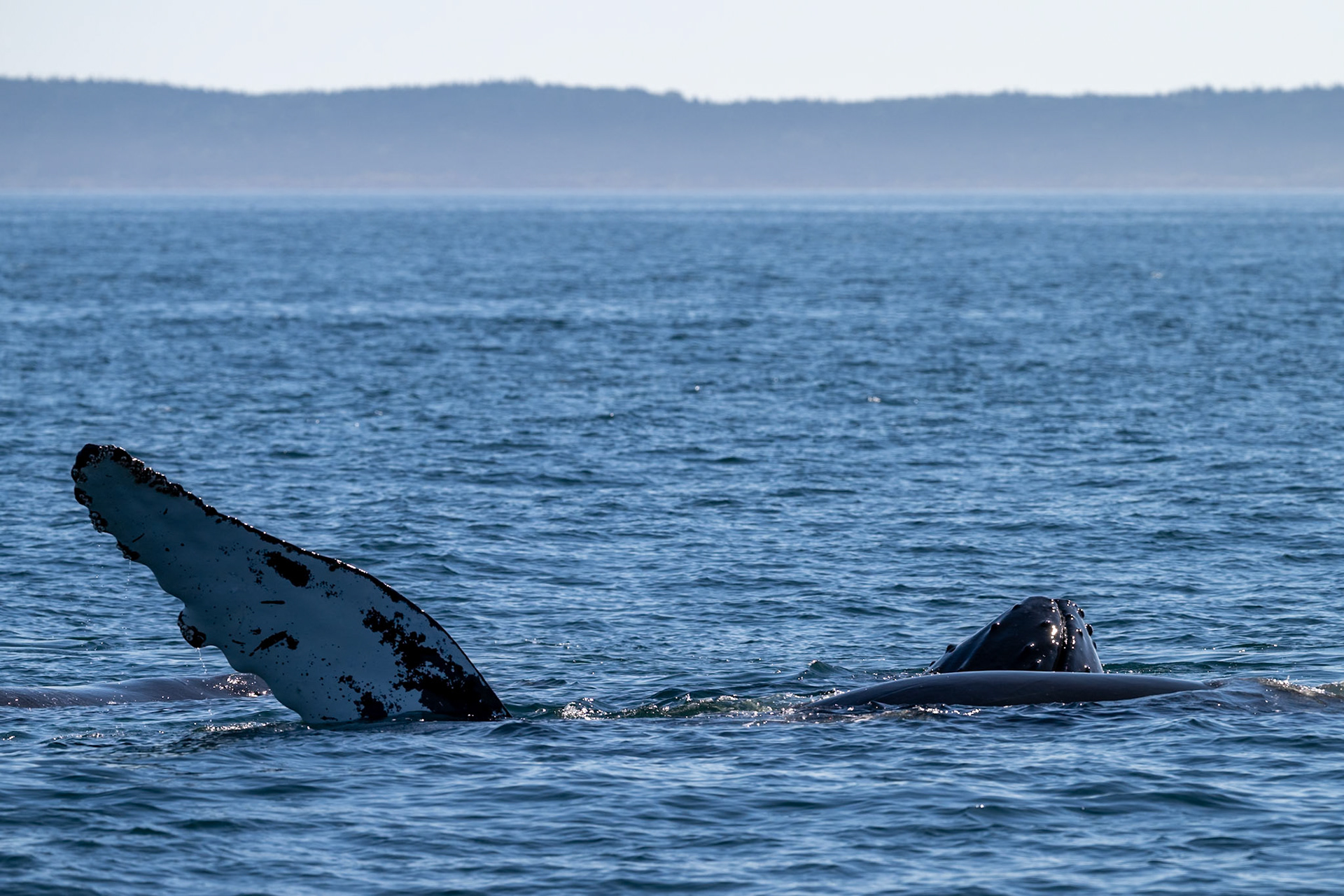 Humpback whale in the Bay of Fundy, Nova Scotia.