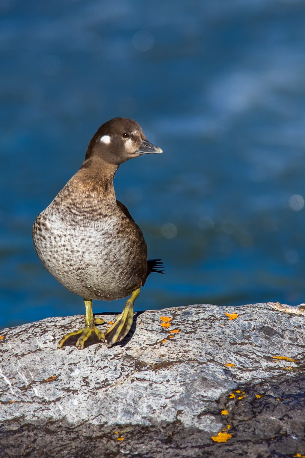 Harlequin duck taking a break from swimming the rapids of a river in the Canadian Rockies.