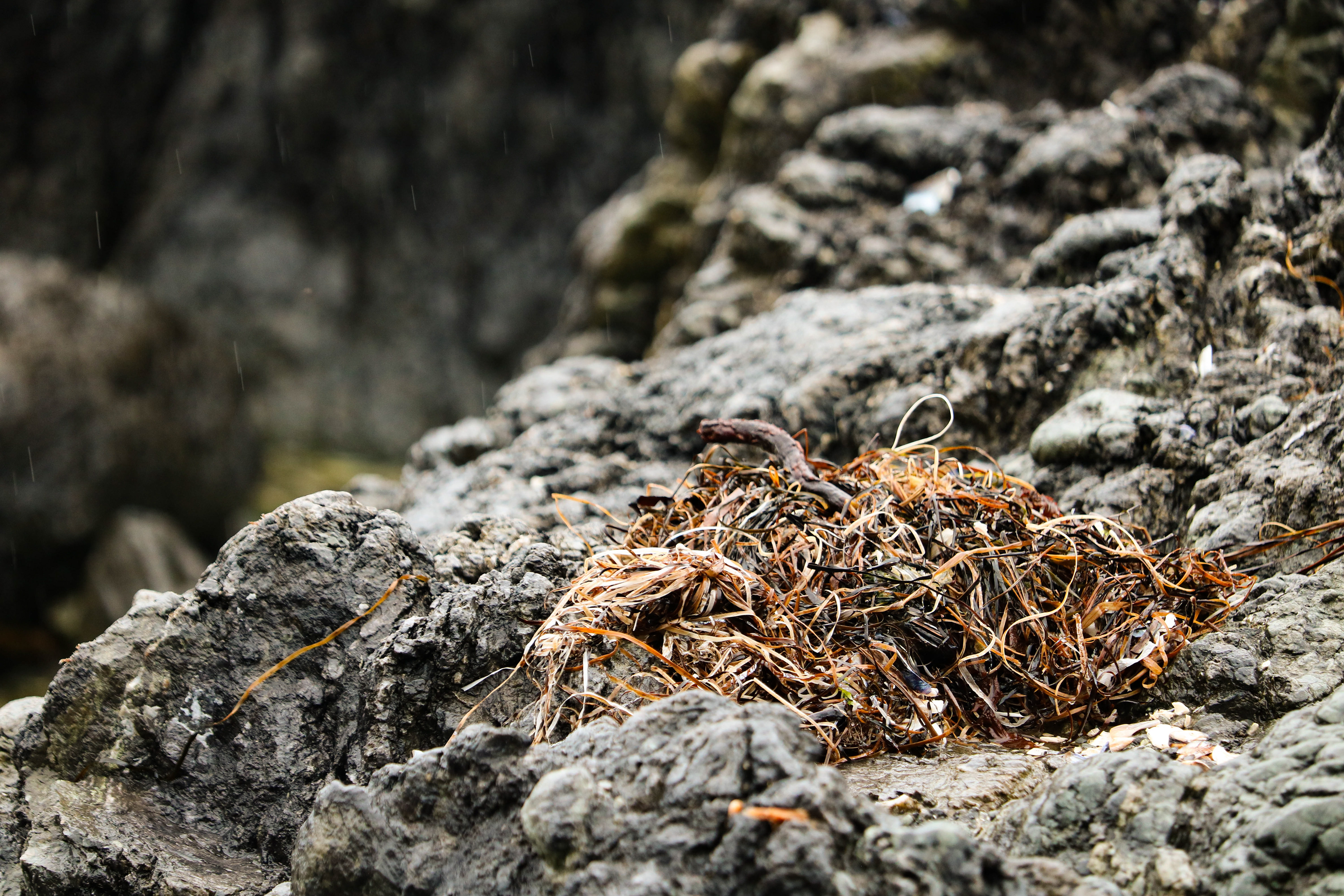 A Destroyed Nest