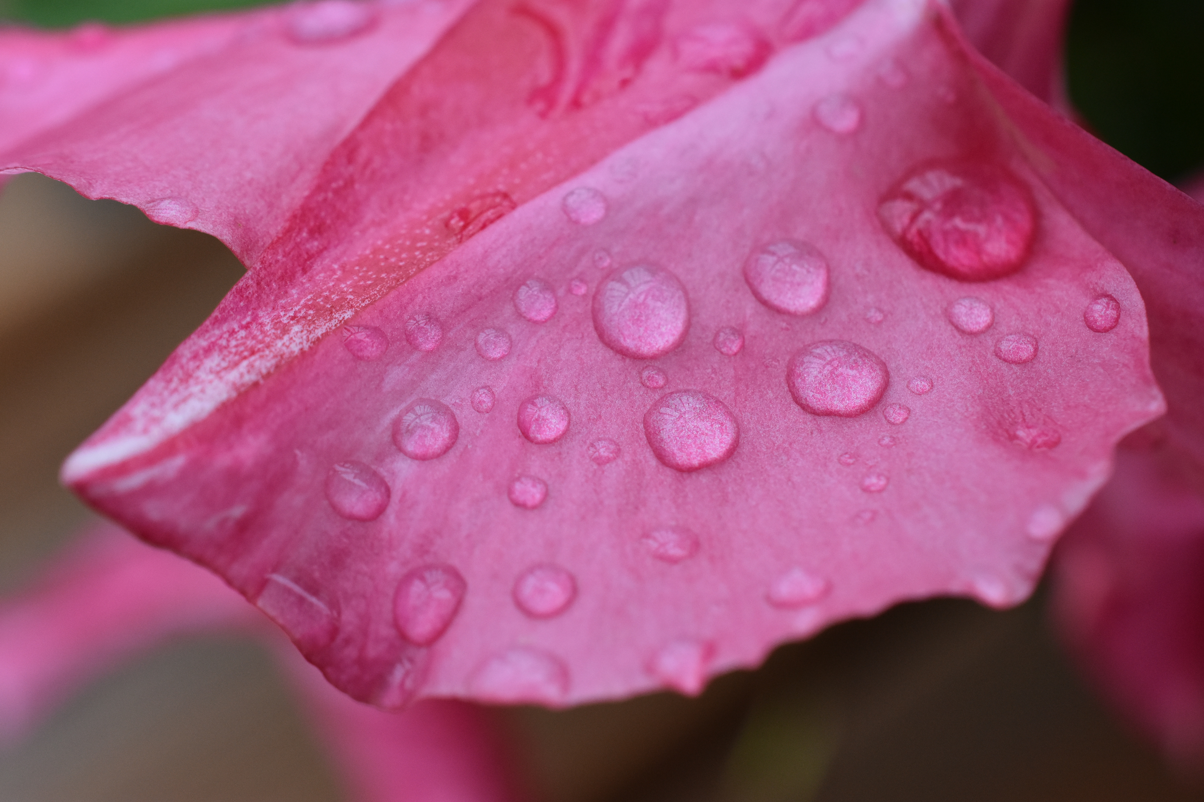 Dew on a Petal