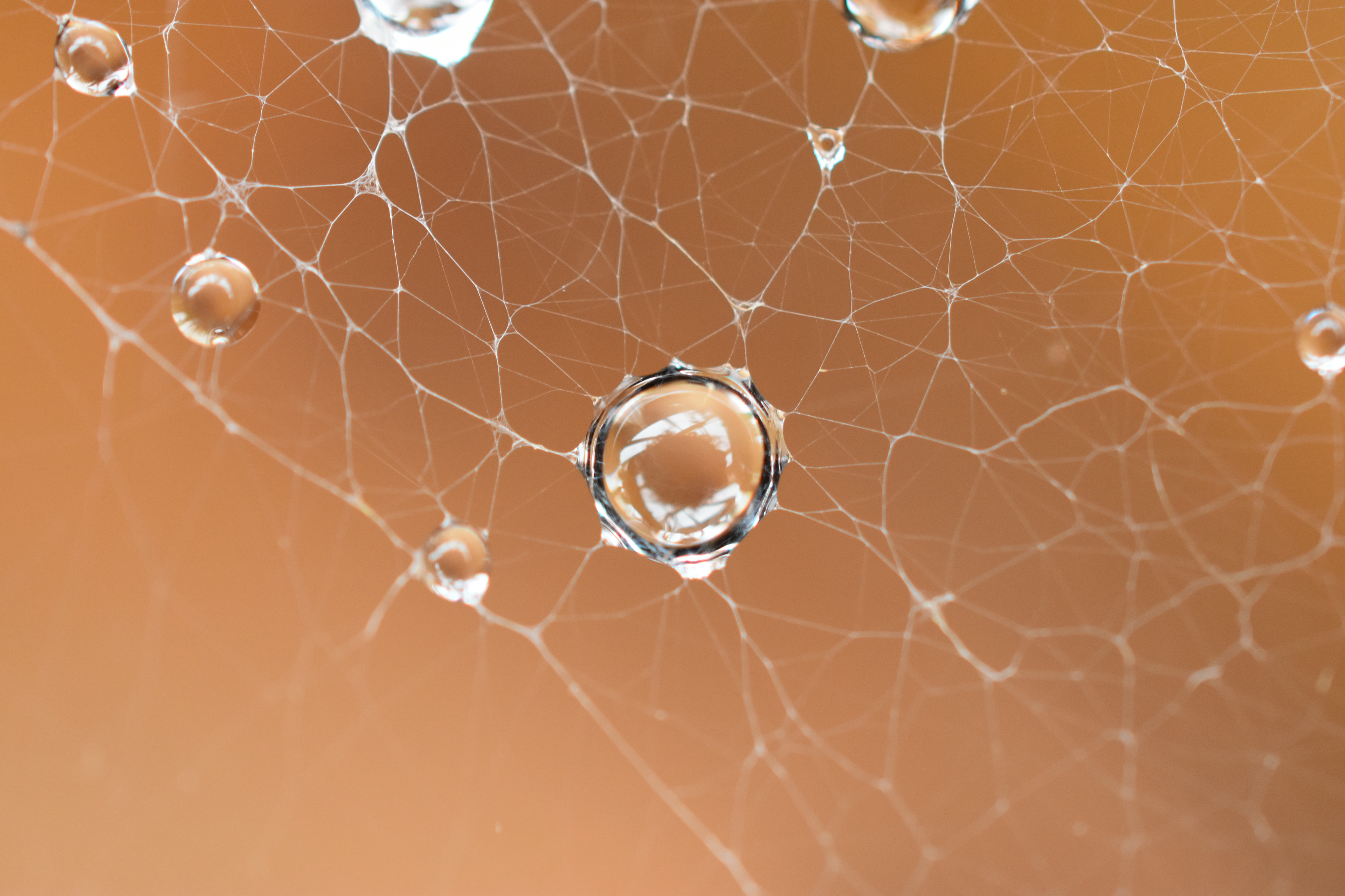 Dew on a Spider Web