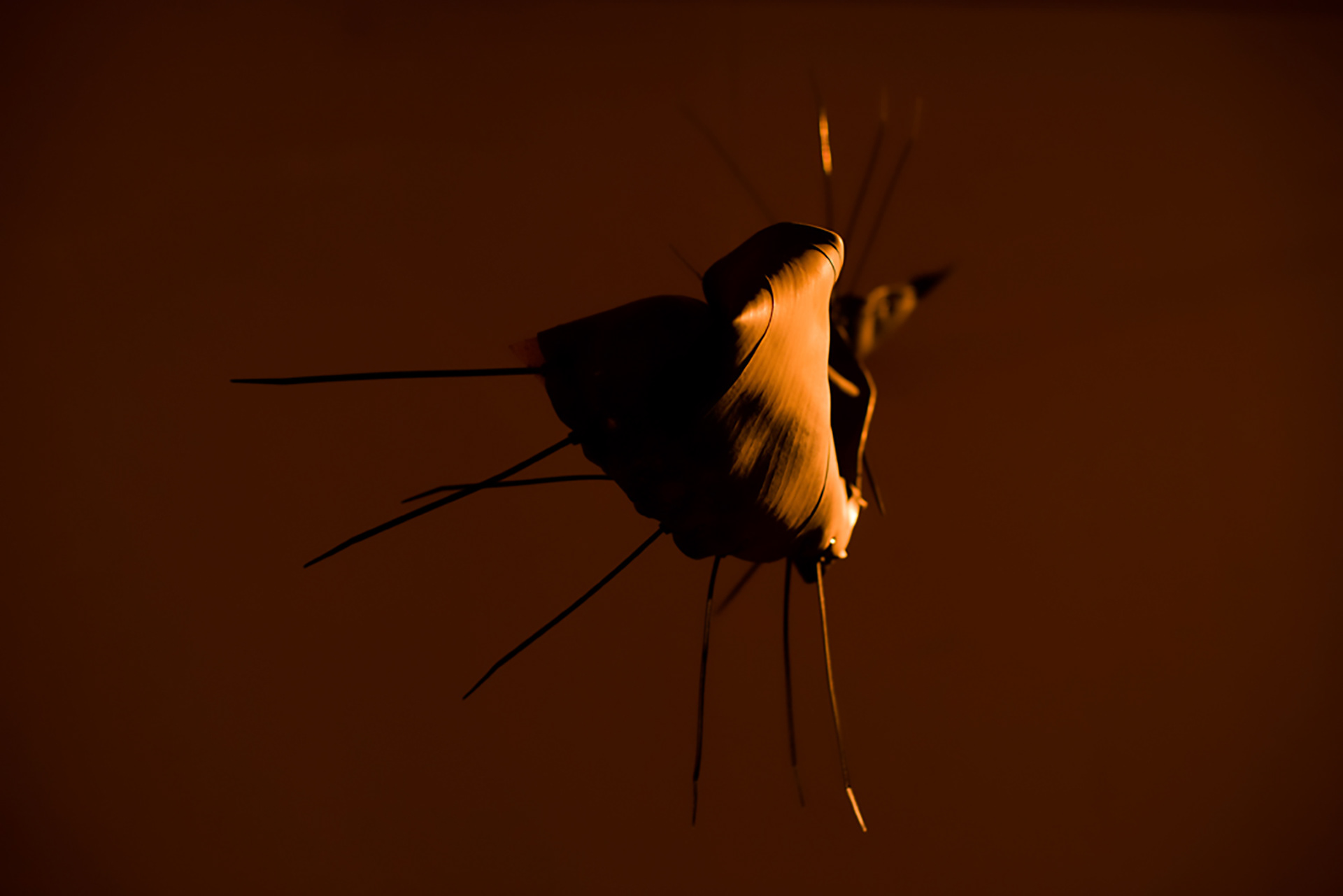 The Phoenix Project | detail | 2012 | wood, inner tube, cable tie, LED lights | varying sizes | Photography: Youval Hai