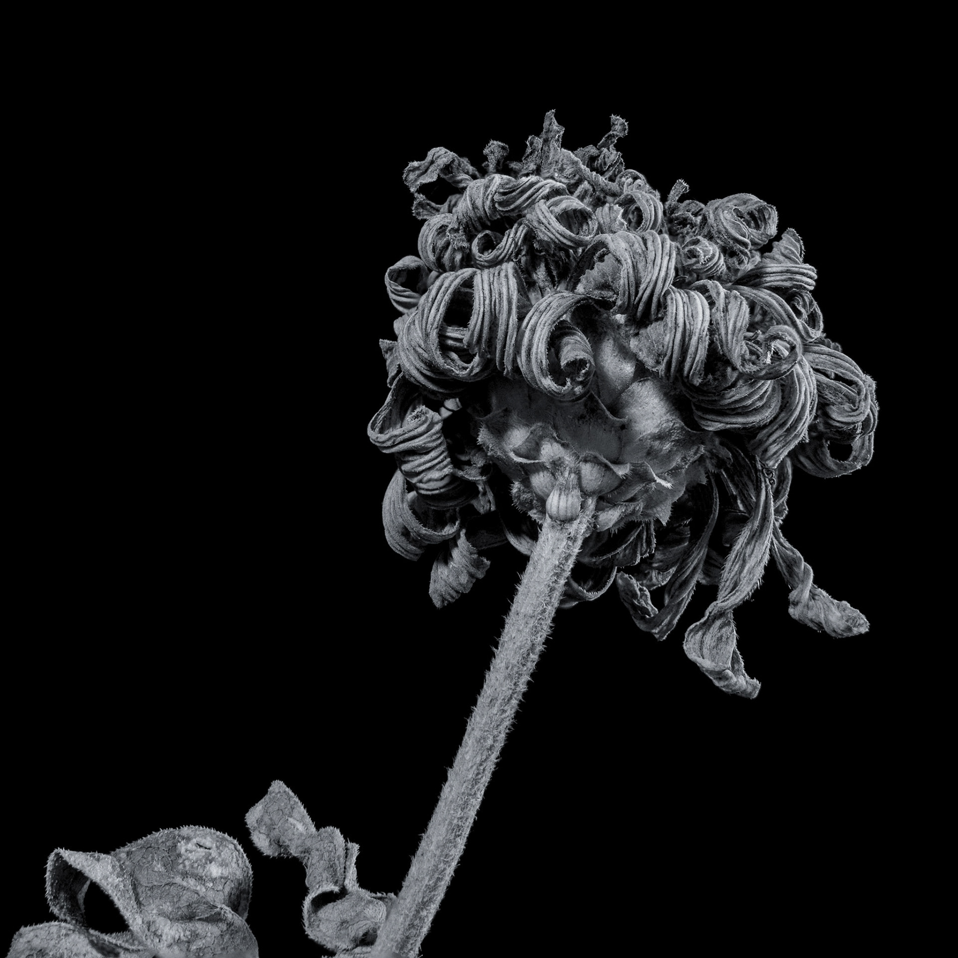Focus Stacked magro image of a dried and weathered marigold flower
