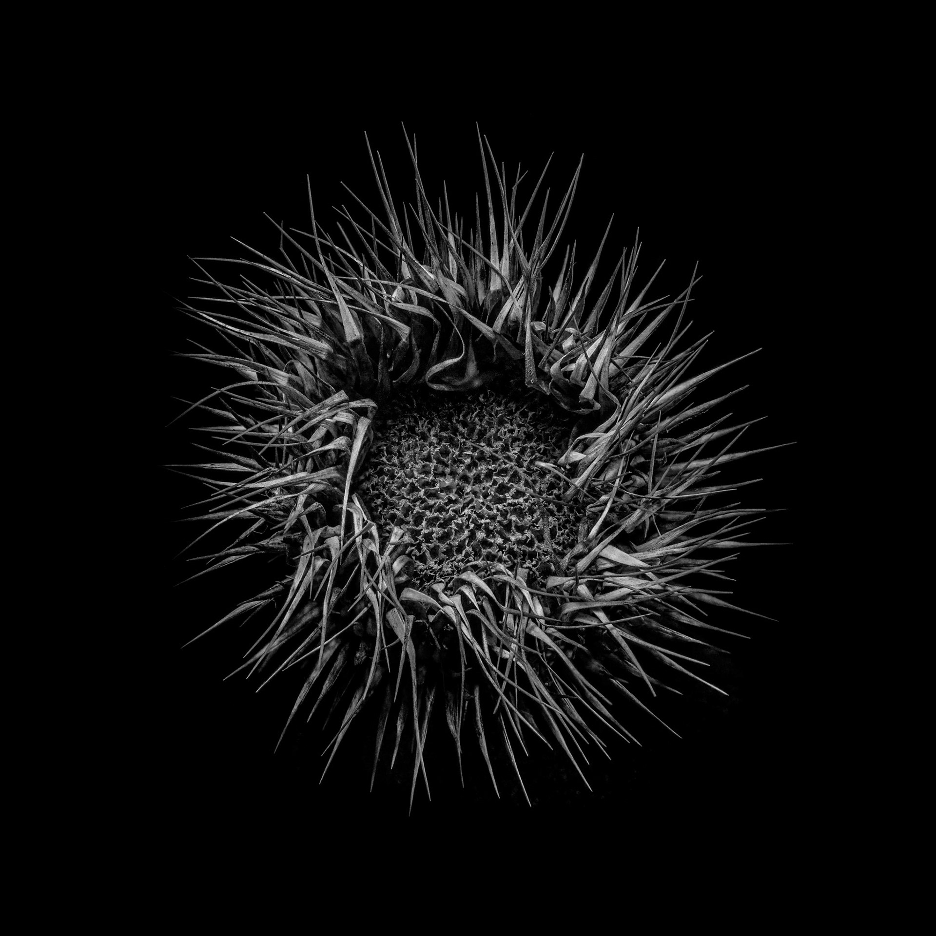 Focus stacked image of a thistle flower.
