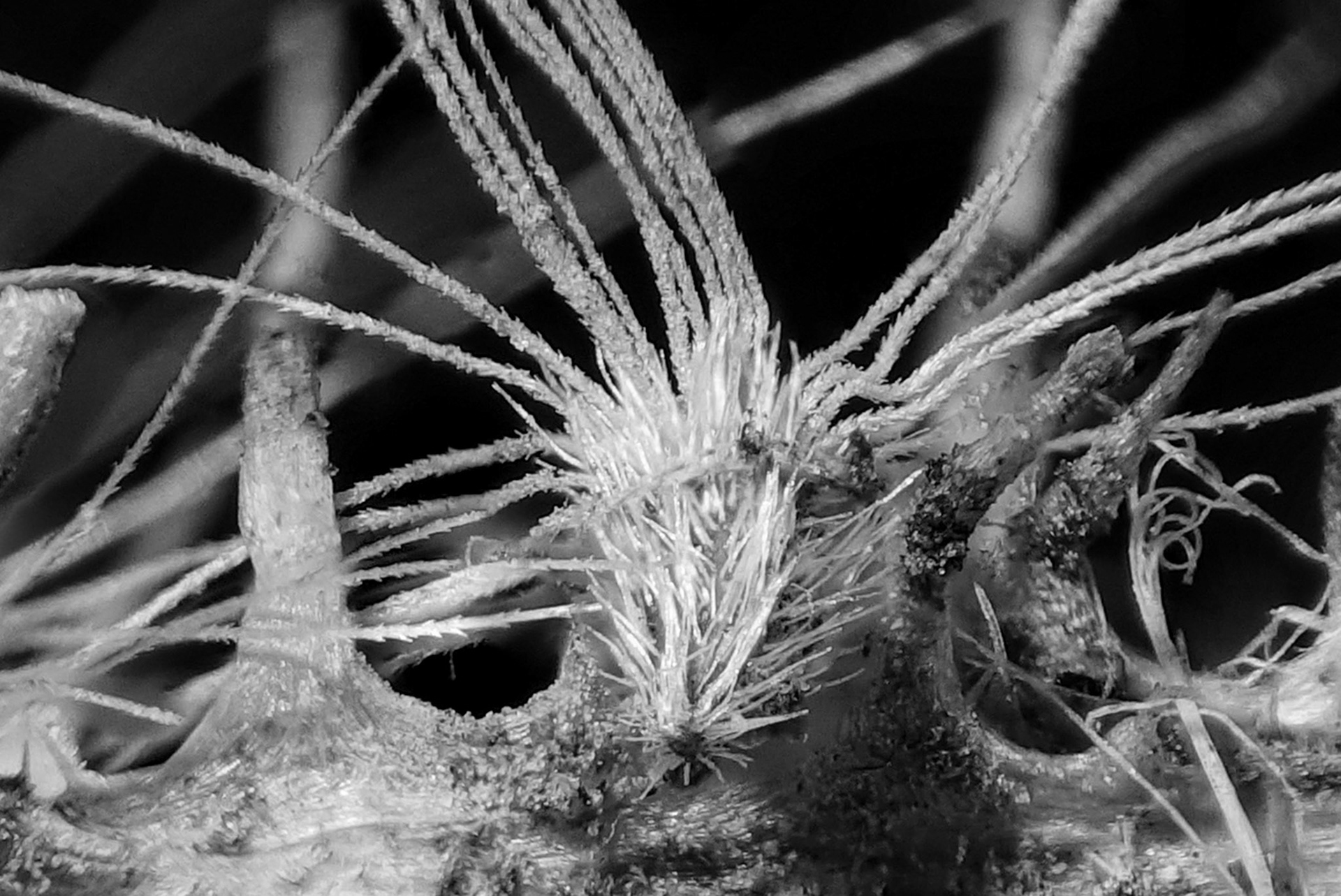 The hairs on this seed pod spread 5mm across. This image is a focus stack of several images captured by reverse mounting a 50mm lense to my Sony RX100V.