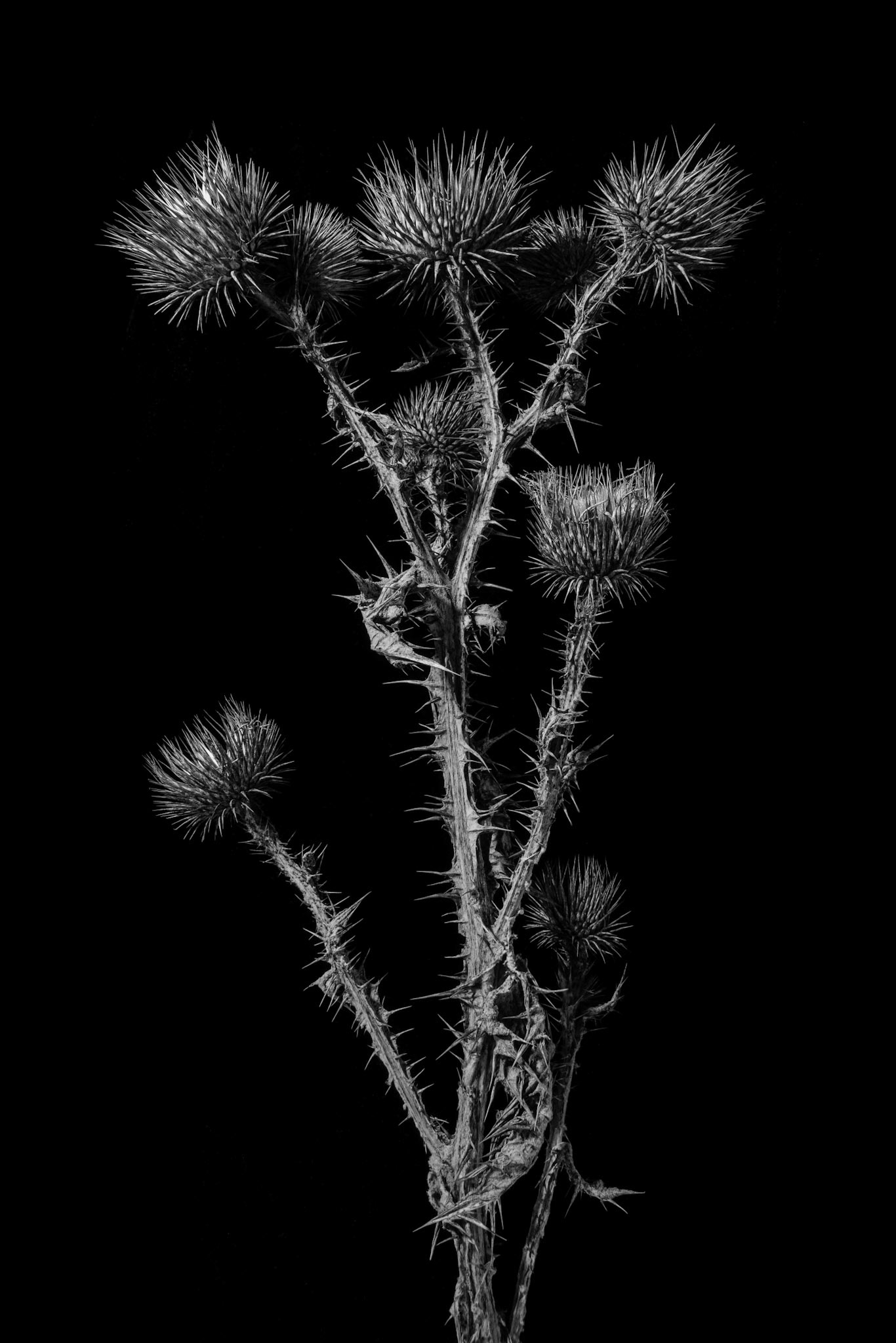 Focus Stacked Image made of 7 images