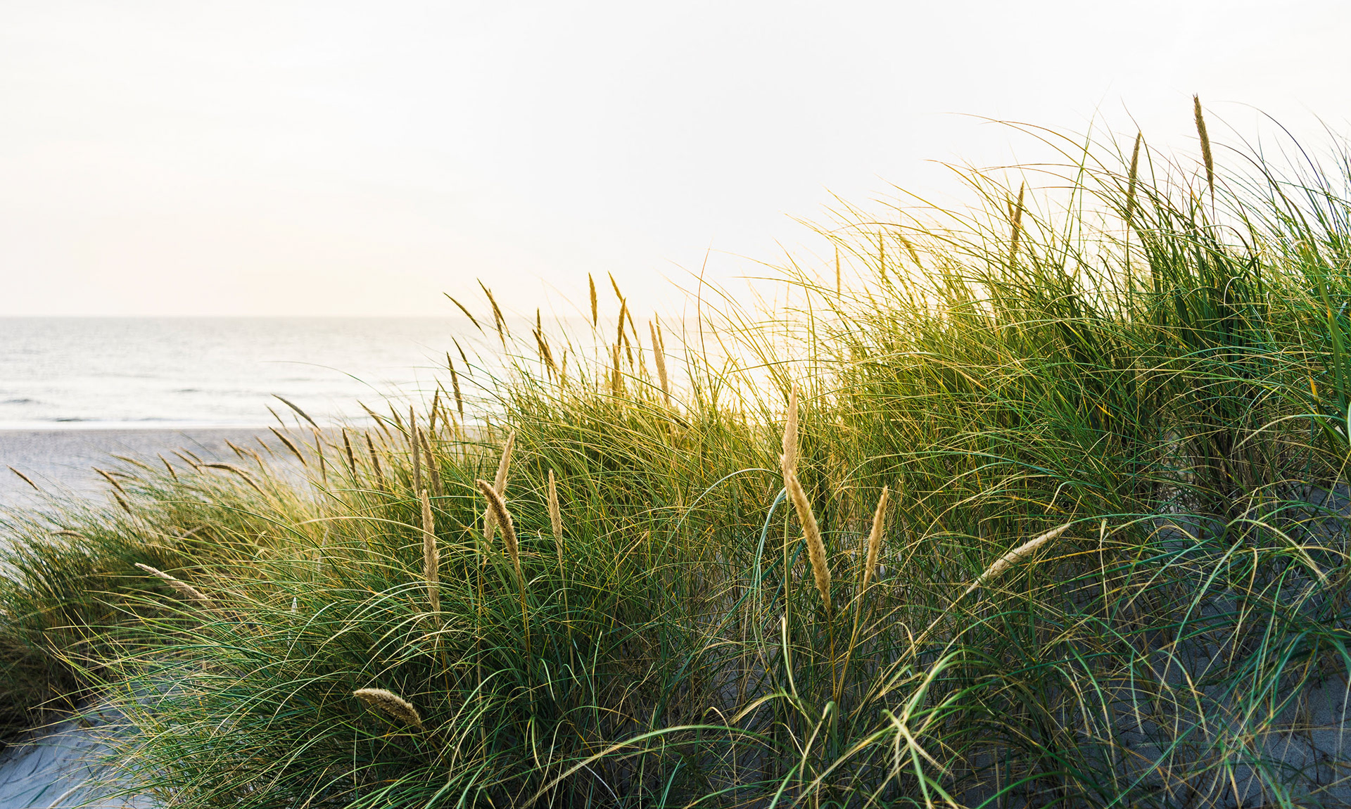 Nordseeküste Dänemark – Foto: Wolfgang Papp