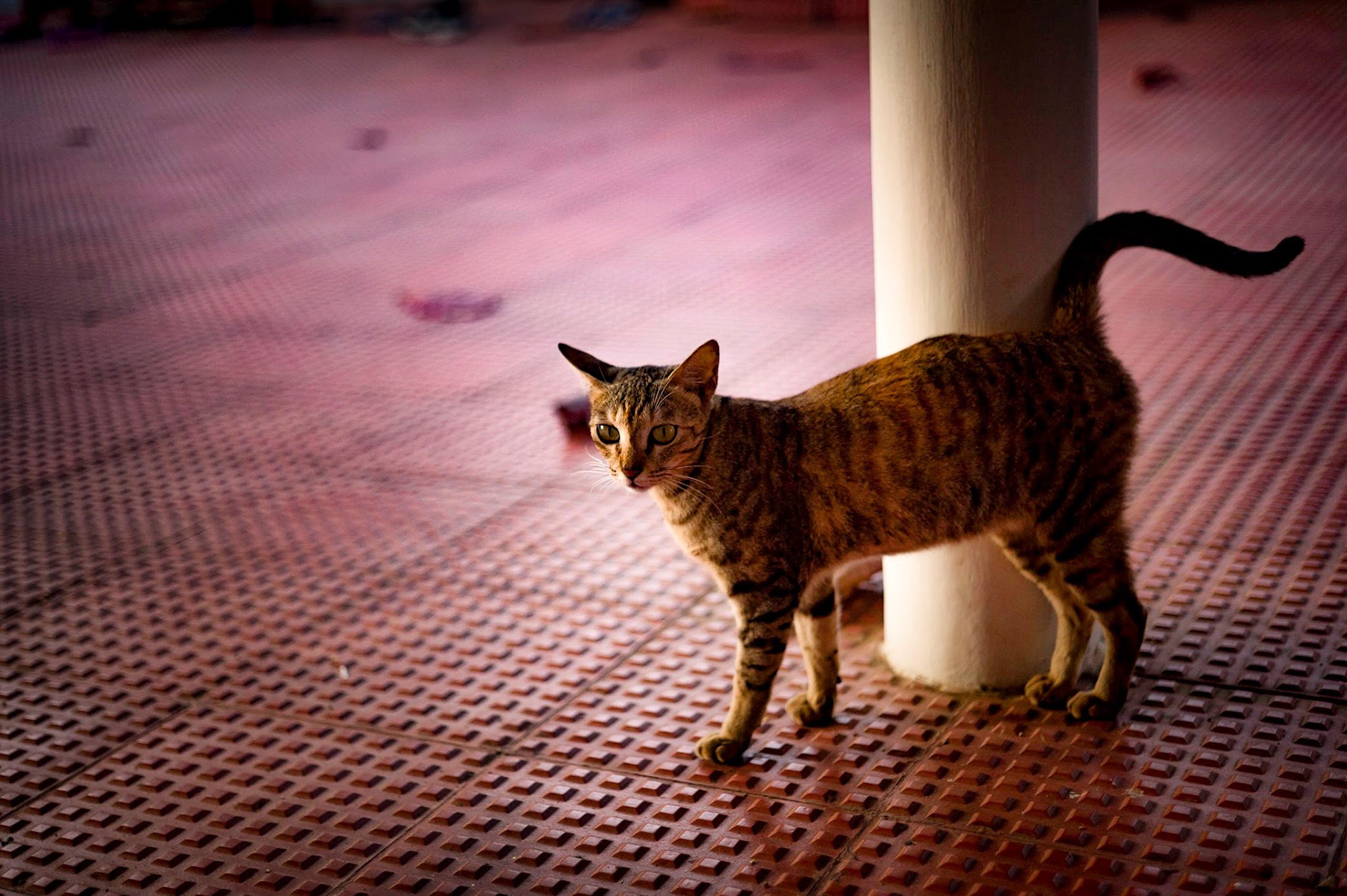 The Cat at Ramanashramam