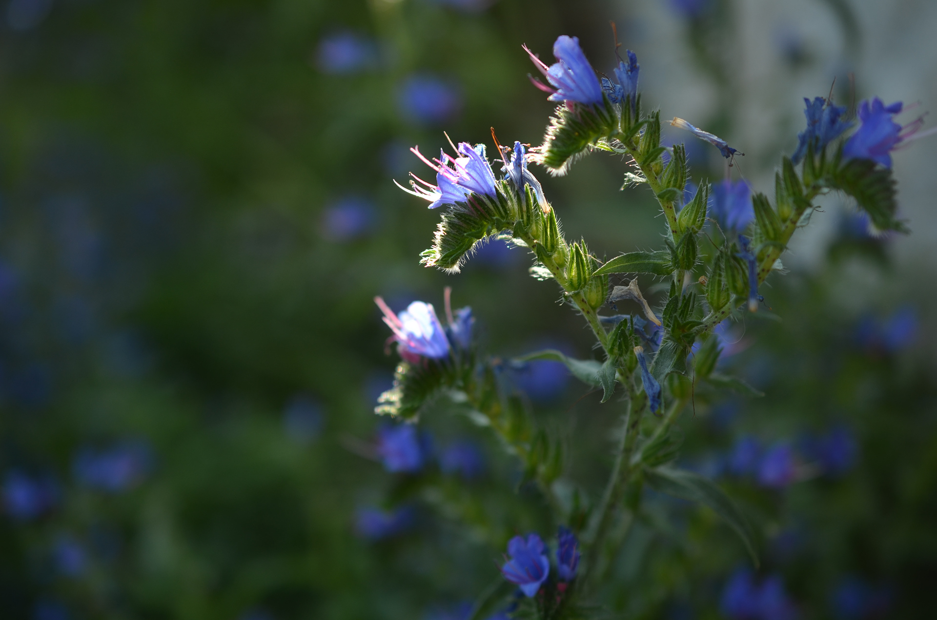 Blaue Blüten vor einem grünen Hintergrund im Gegenlicht