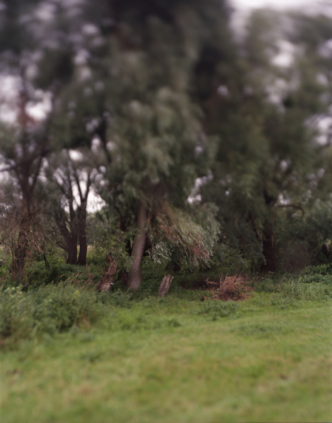 Kamianka Buzka, Ukraine, 2017 / Unmarked site of the massacre of the town's Jews in 1941.