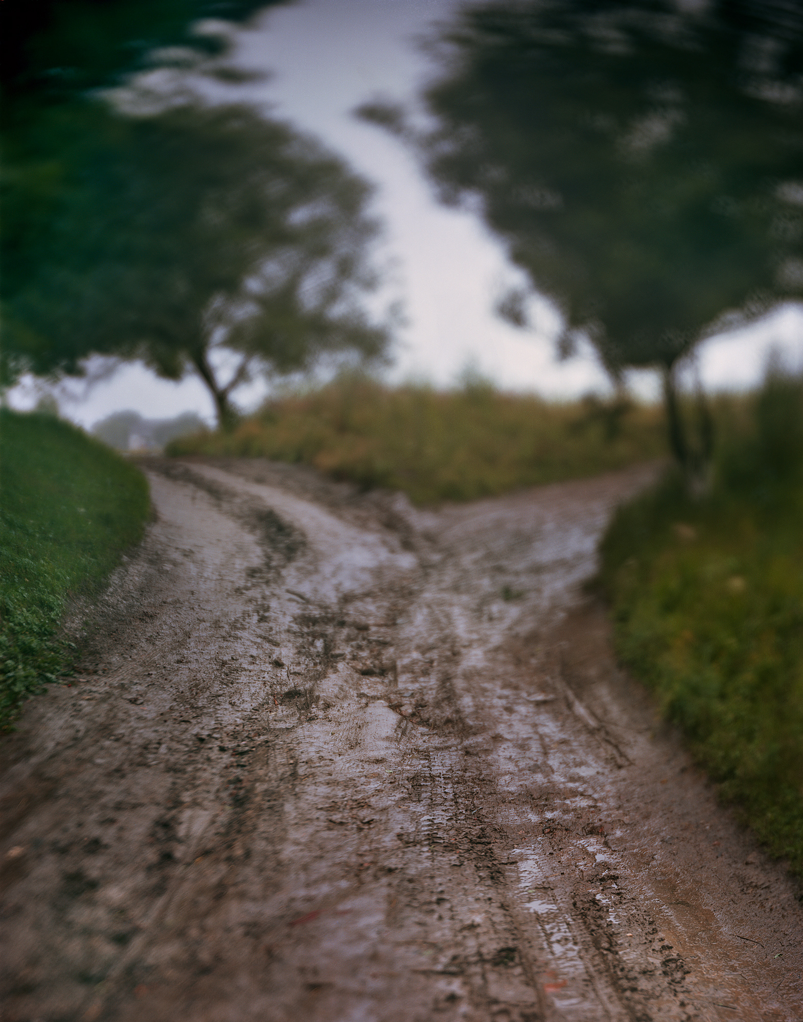 Horokhiv, Ukraine, 2017 / Path to the unmarked massacre site of the town's Jews.