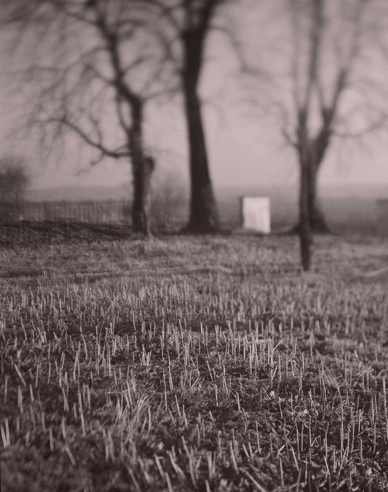 Proszowice, Poland, 2015 / View of the town's destroyed Jewish cemetery.