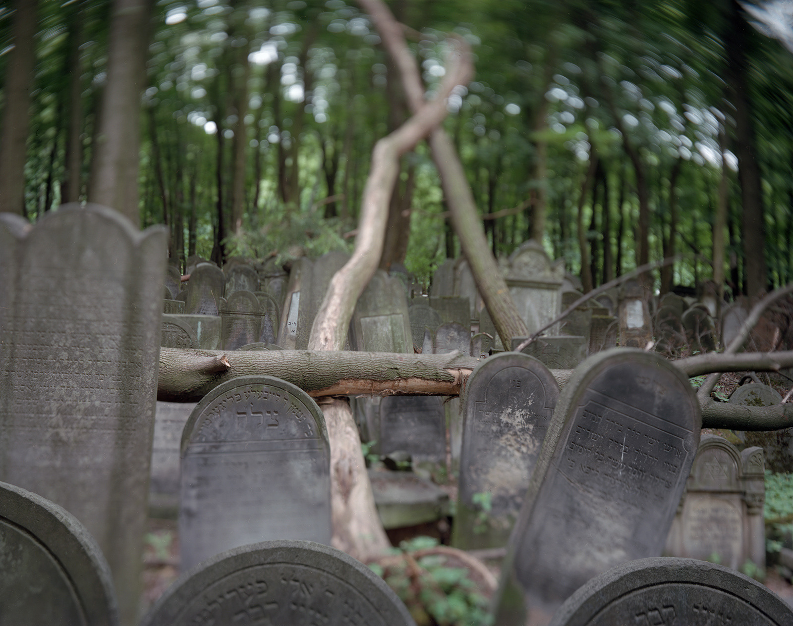 Warsaw, Poland, 2019 / In the vast Jewish cemetery.