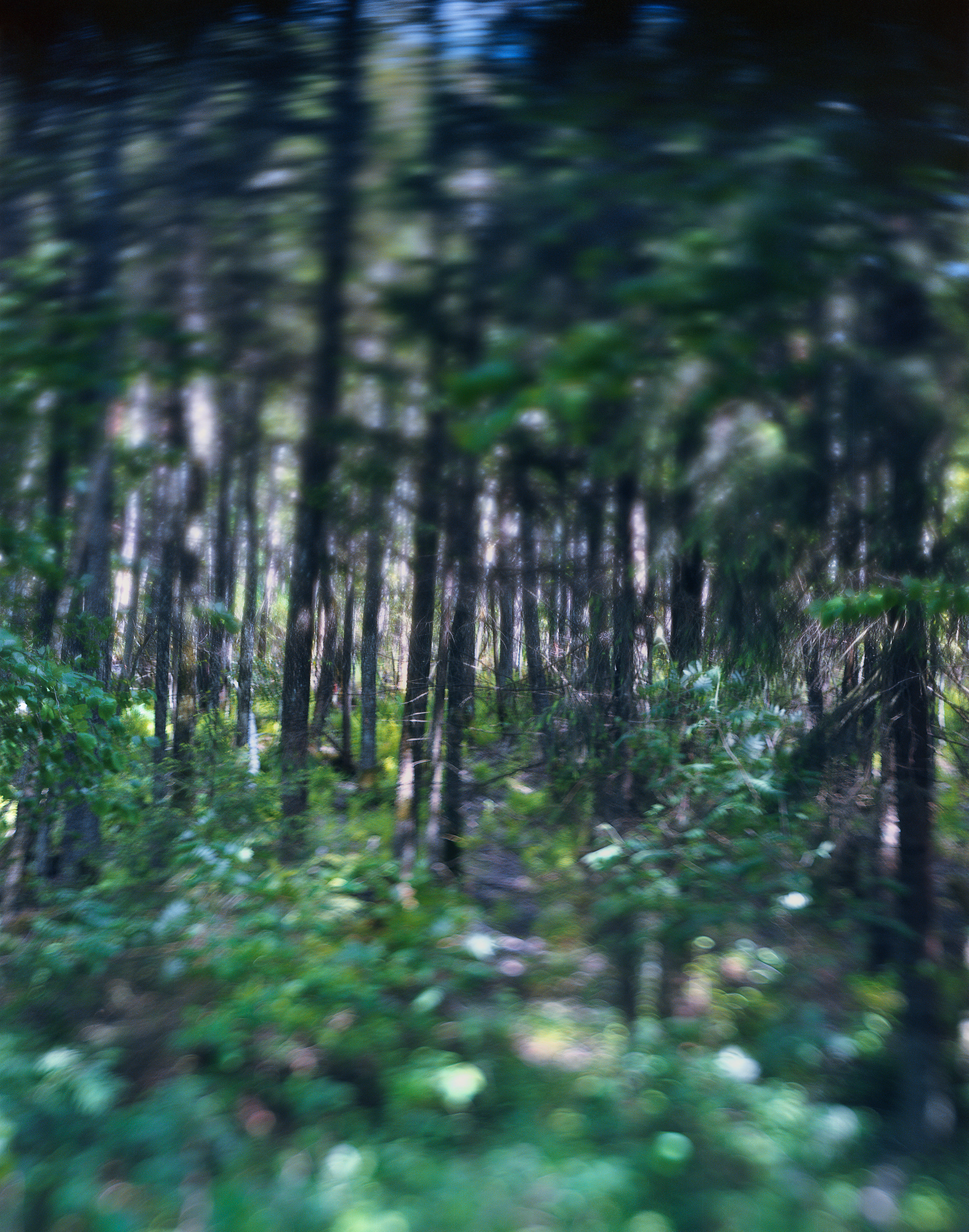 Šeduva, Lithuania, 2017 / View of the forest beside one of the two Jewish mass graves in the forest outside the town.
