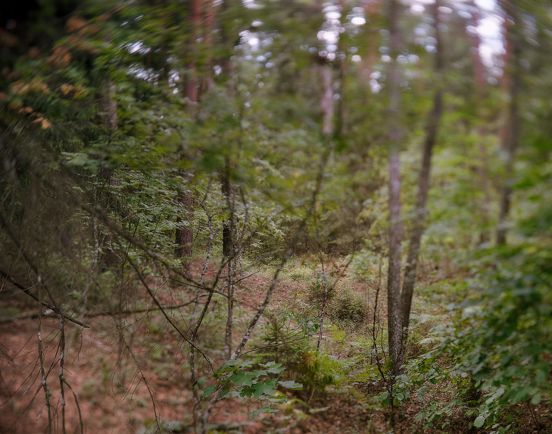 Bychaŭ, Belarus, 2019 / Massacre site of the Jews of Bikhov, Belarus, in an anti-tank ditch now covered by forest.
