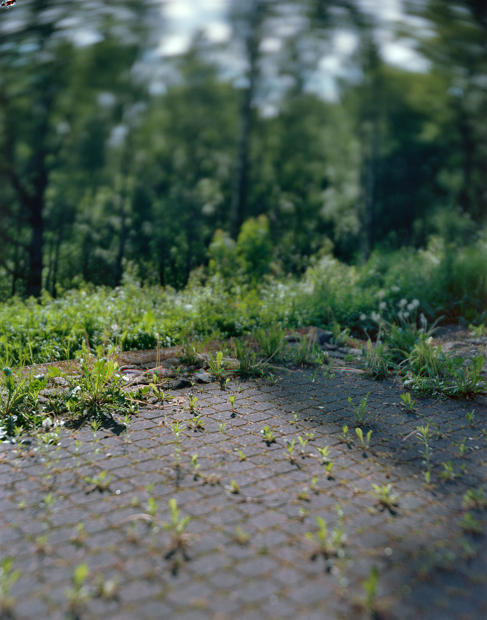 Plungė, Lithuania, 2017 / One of the several mass graves of the town's Jews, located on the hillside next to the town's ancient Jewish cemetery, itself completely destroyed.