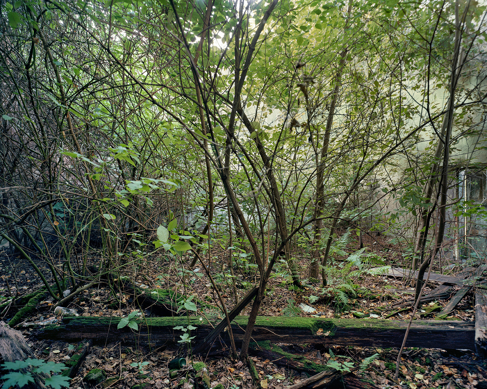 The ruined synagogue of the village of Stary Dzików