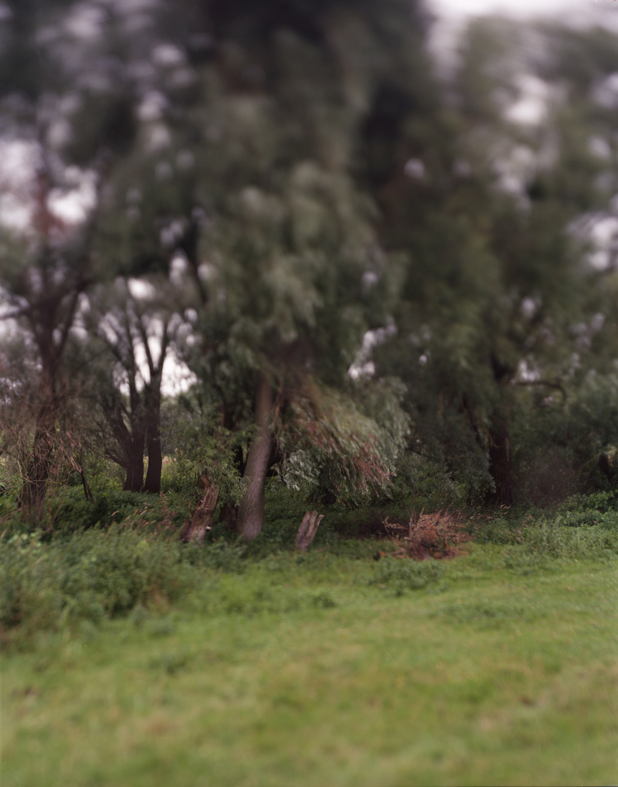 Kamianka Buzka, Ukraine, 2017 / Unmarked site of the massacre of the town's Jews in 1941.