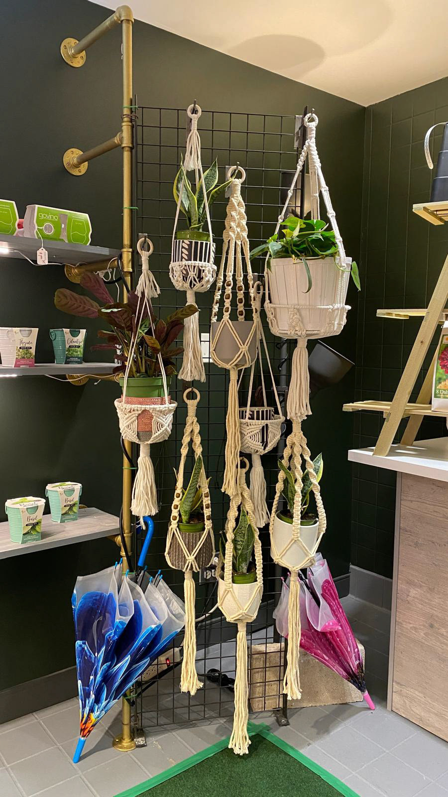 hanging plants to purify your desk's o2