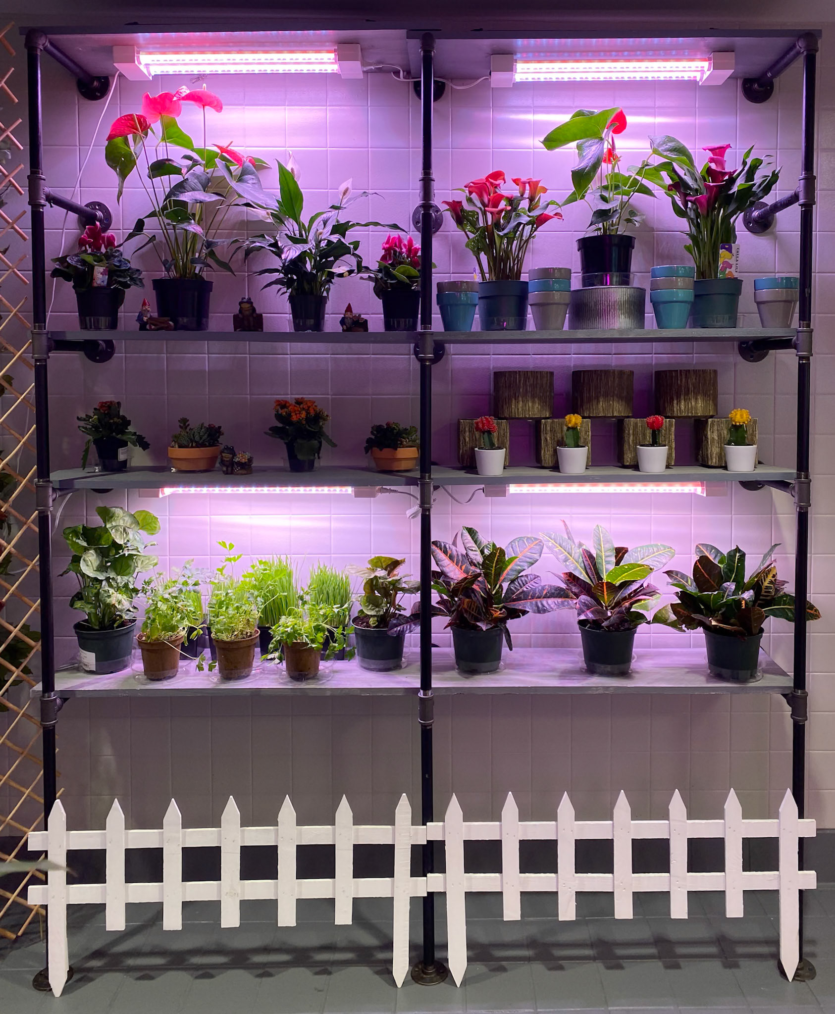 tropicals, cacti, and even edible leafy greens