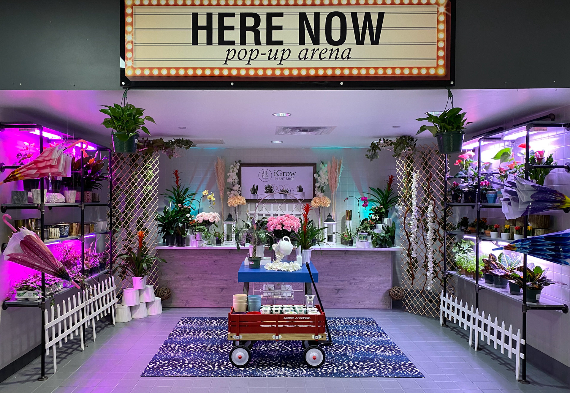 the second ever shop; iGrow