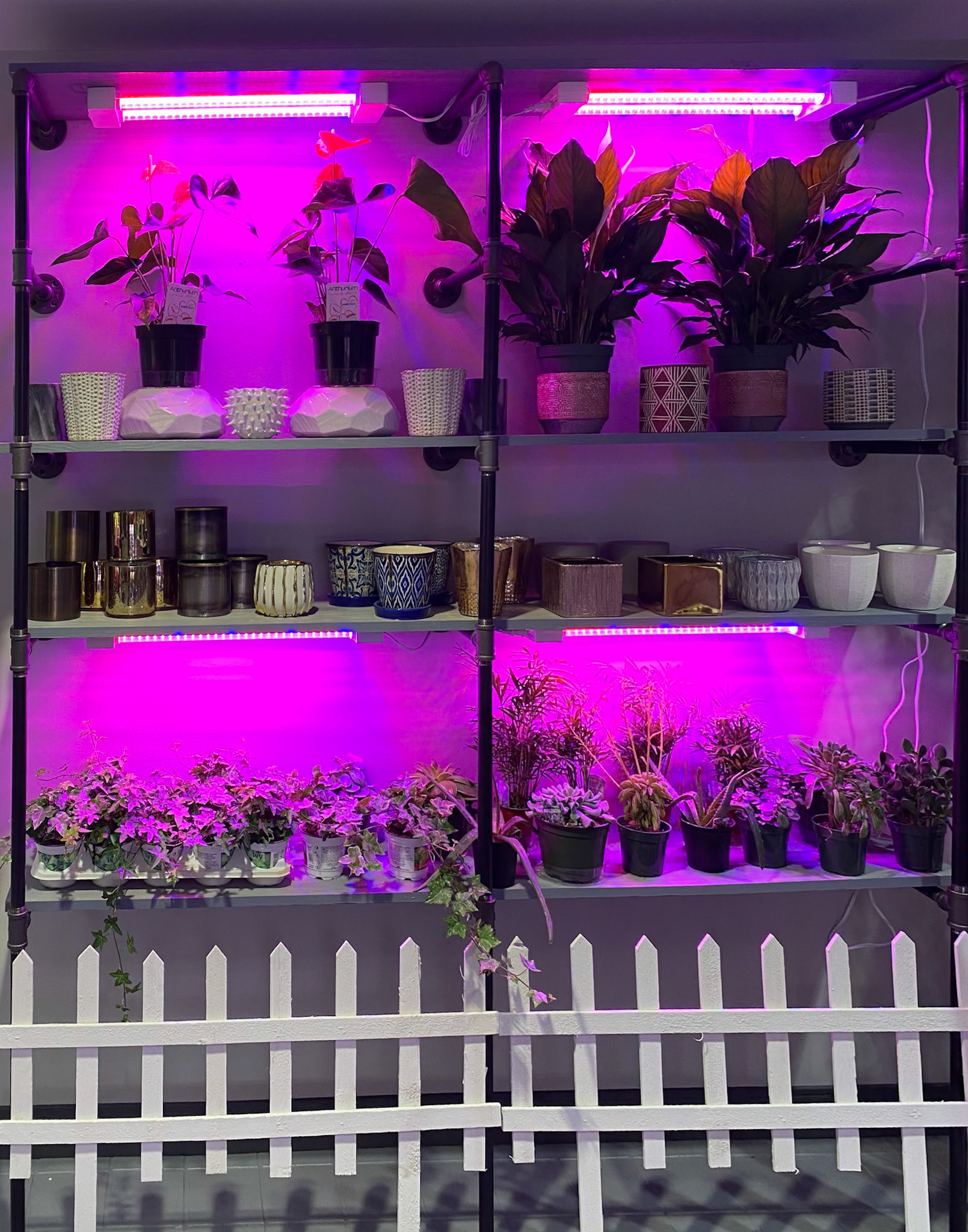 buy one, get one - plants//pots