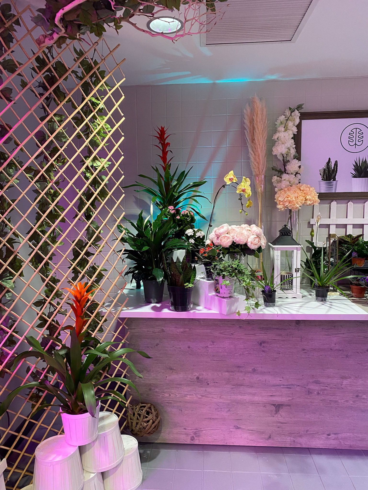 exotic blooms complement a viny trellis as it climbs overhead