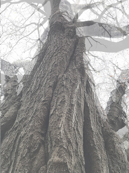 Large, old oak tree on North Avenue between Myrtle Street NE and Penn Avenue NE.