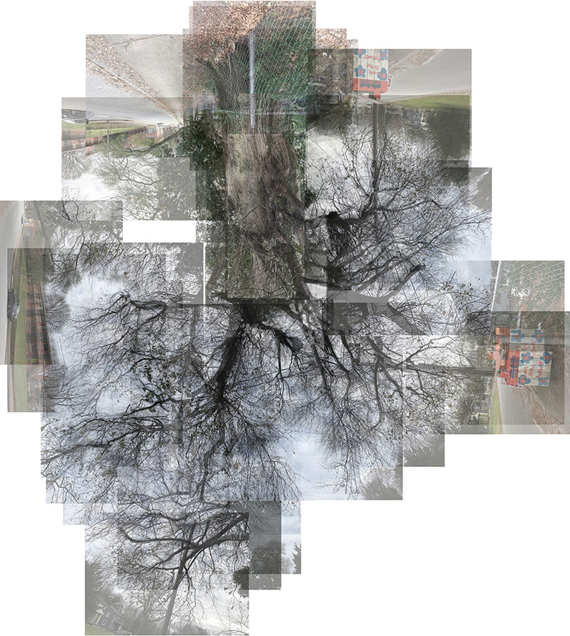 The same tree at Oliver St., taken from different angles and positions.