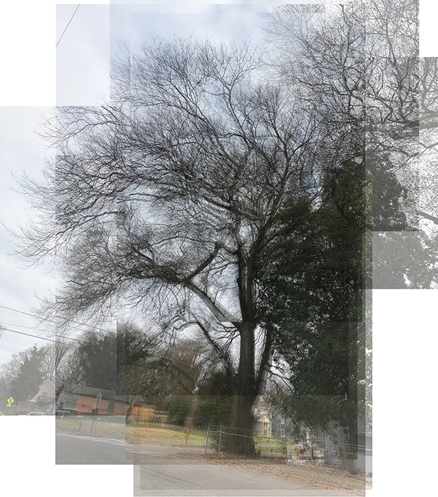 Larger, less severely pruned, old oak tree at the intersection of North Avenue and Oliver Street NW.
