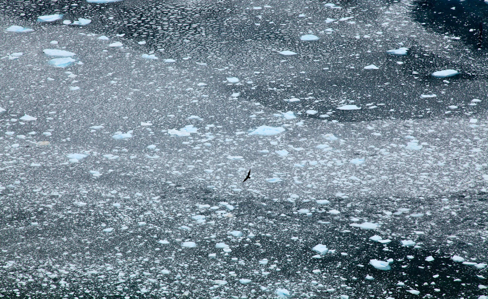 Ice field