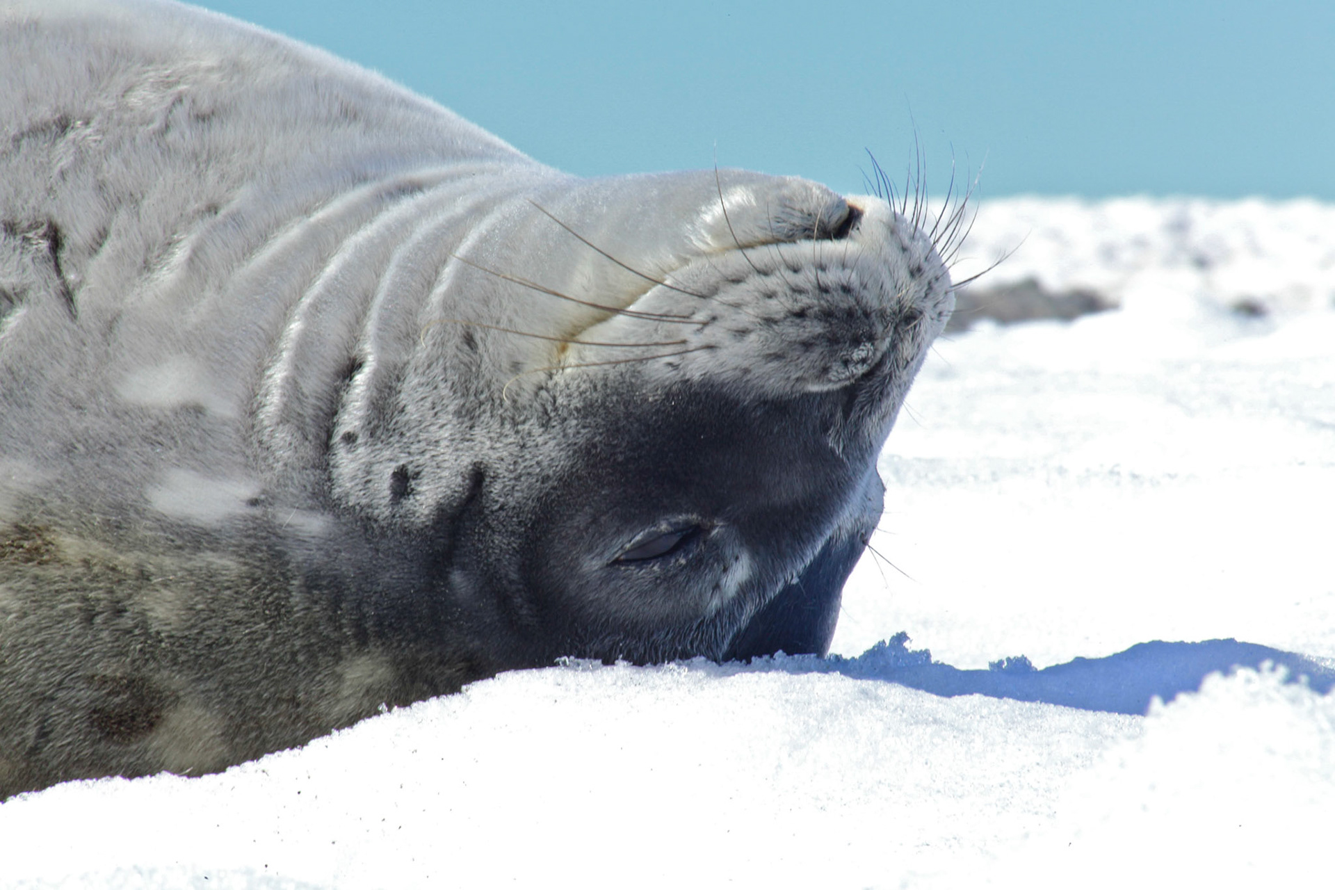 Weddel seal