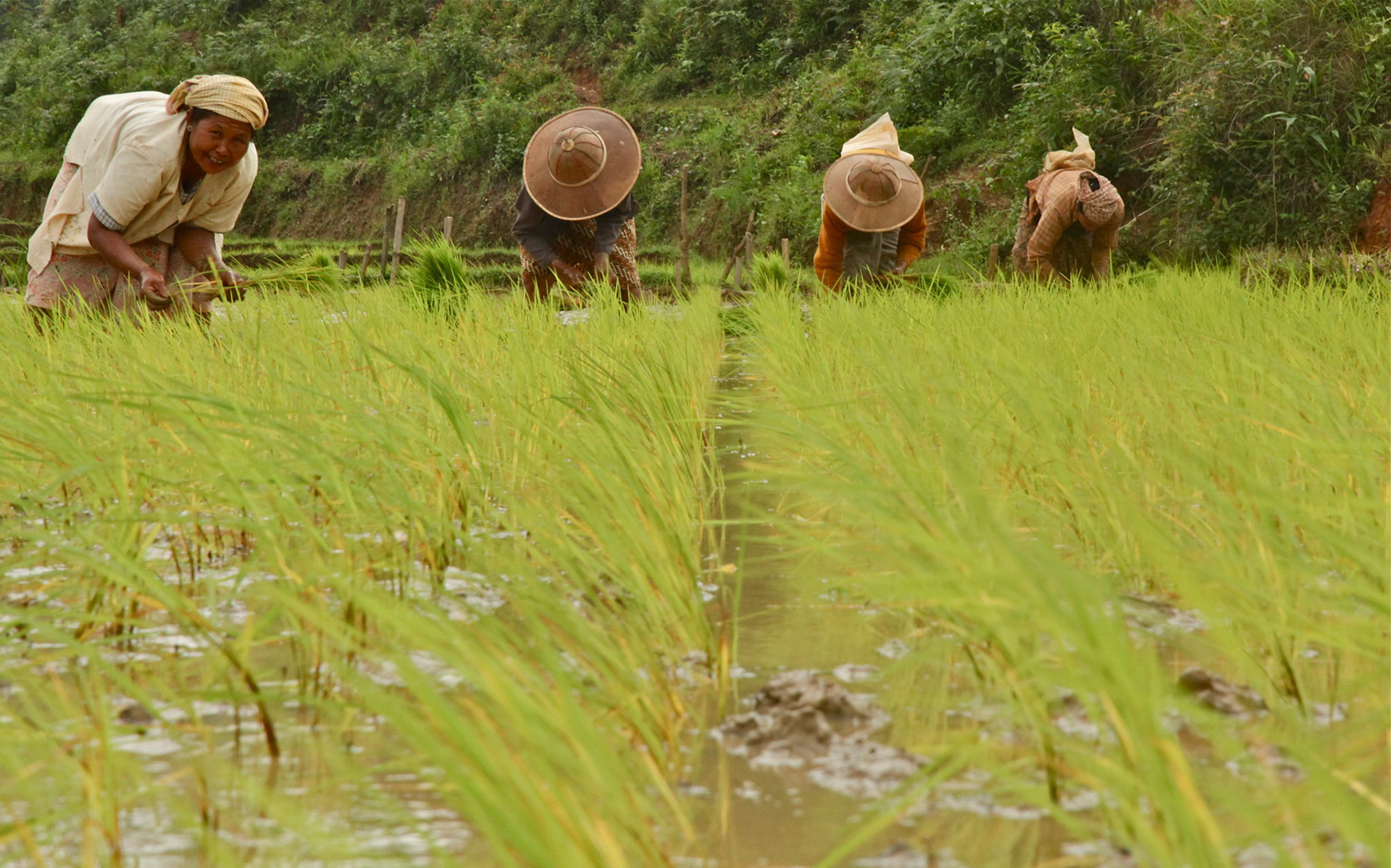 Rice field