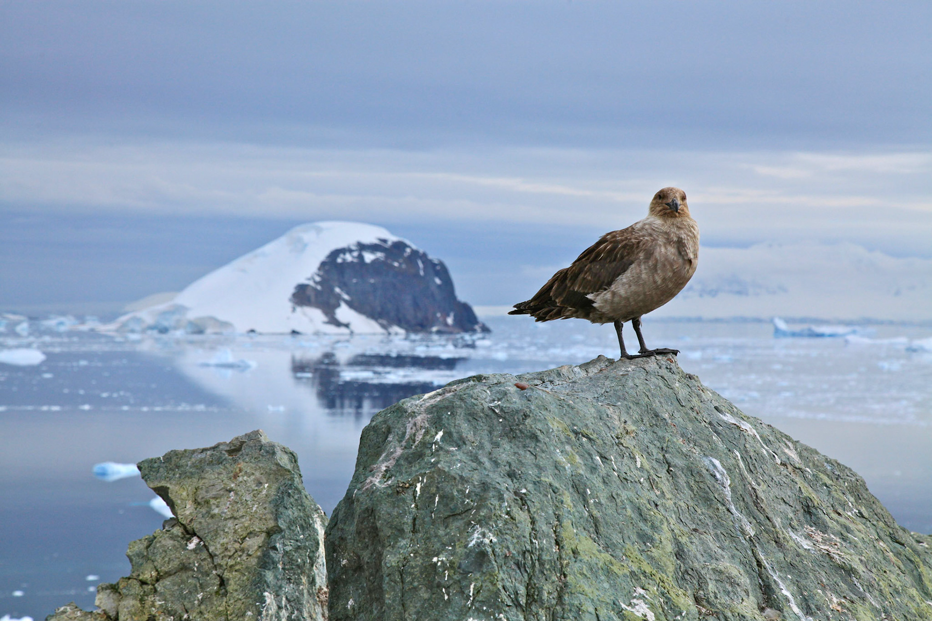 Antarctic skua