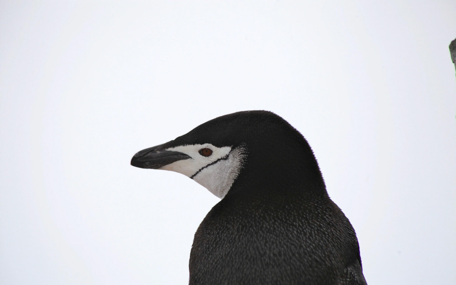Chinstrap penguin