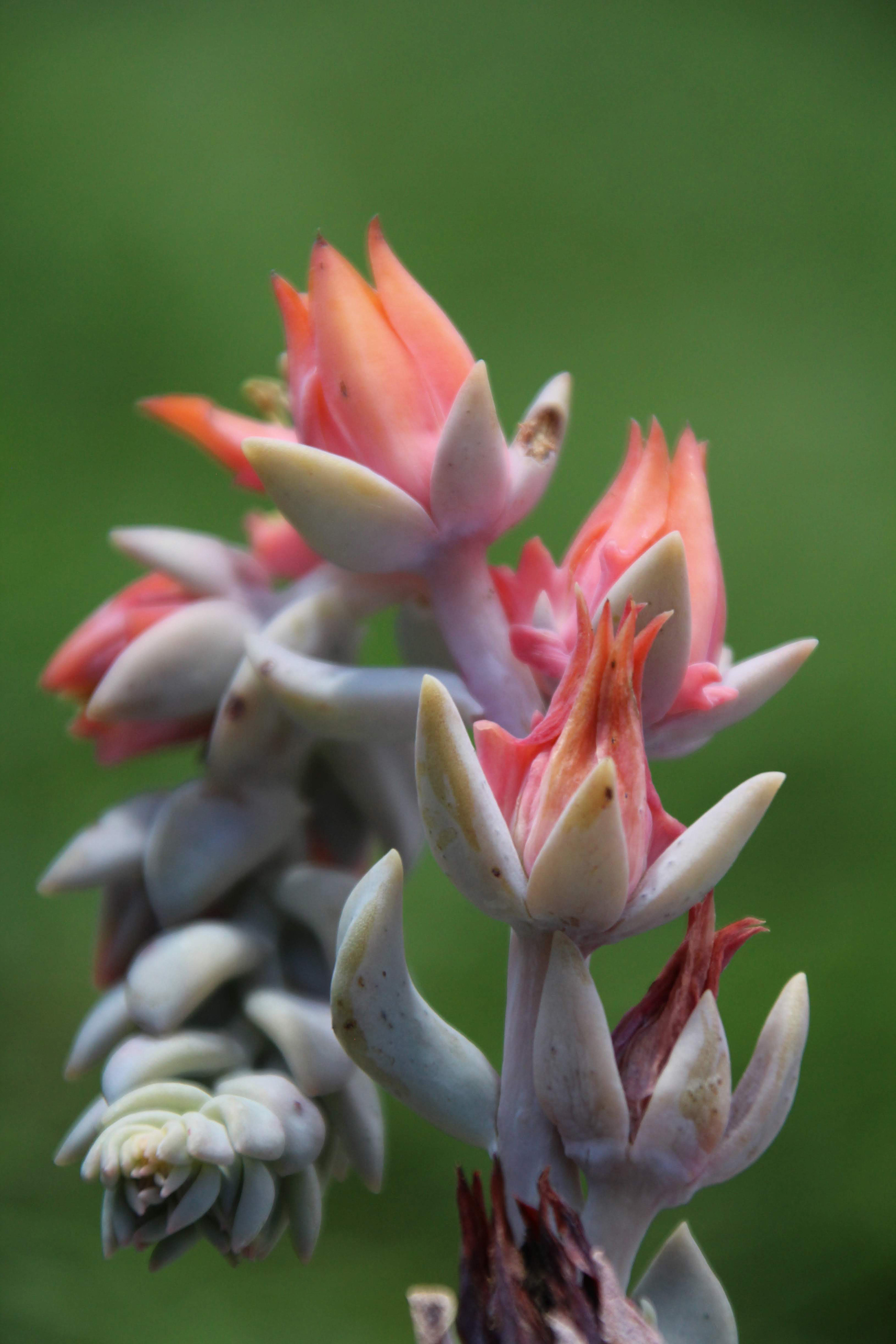 Succulent: 2019, Shelburne, Vermont, Digital