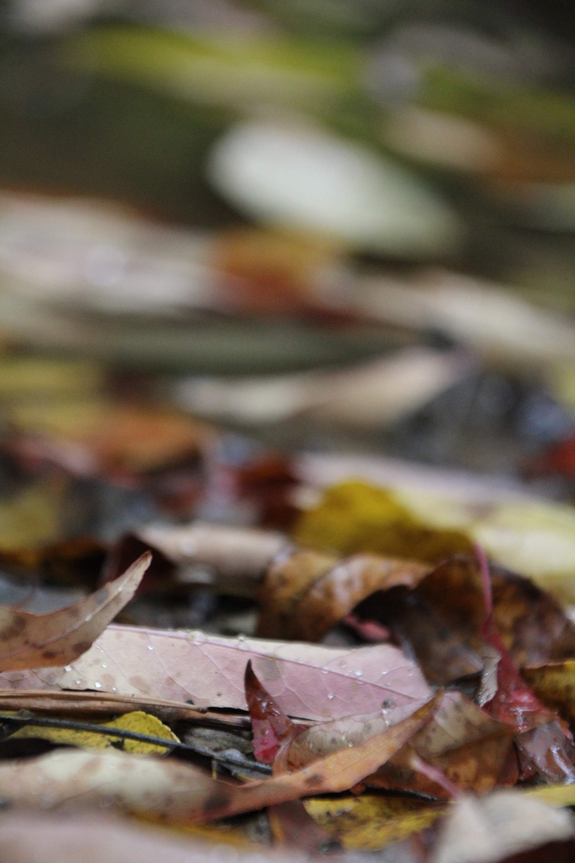 Puddle Leaves: 2018, Shelburne, Vermont, Digital
