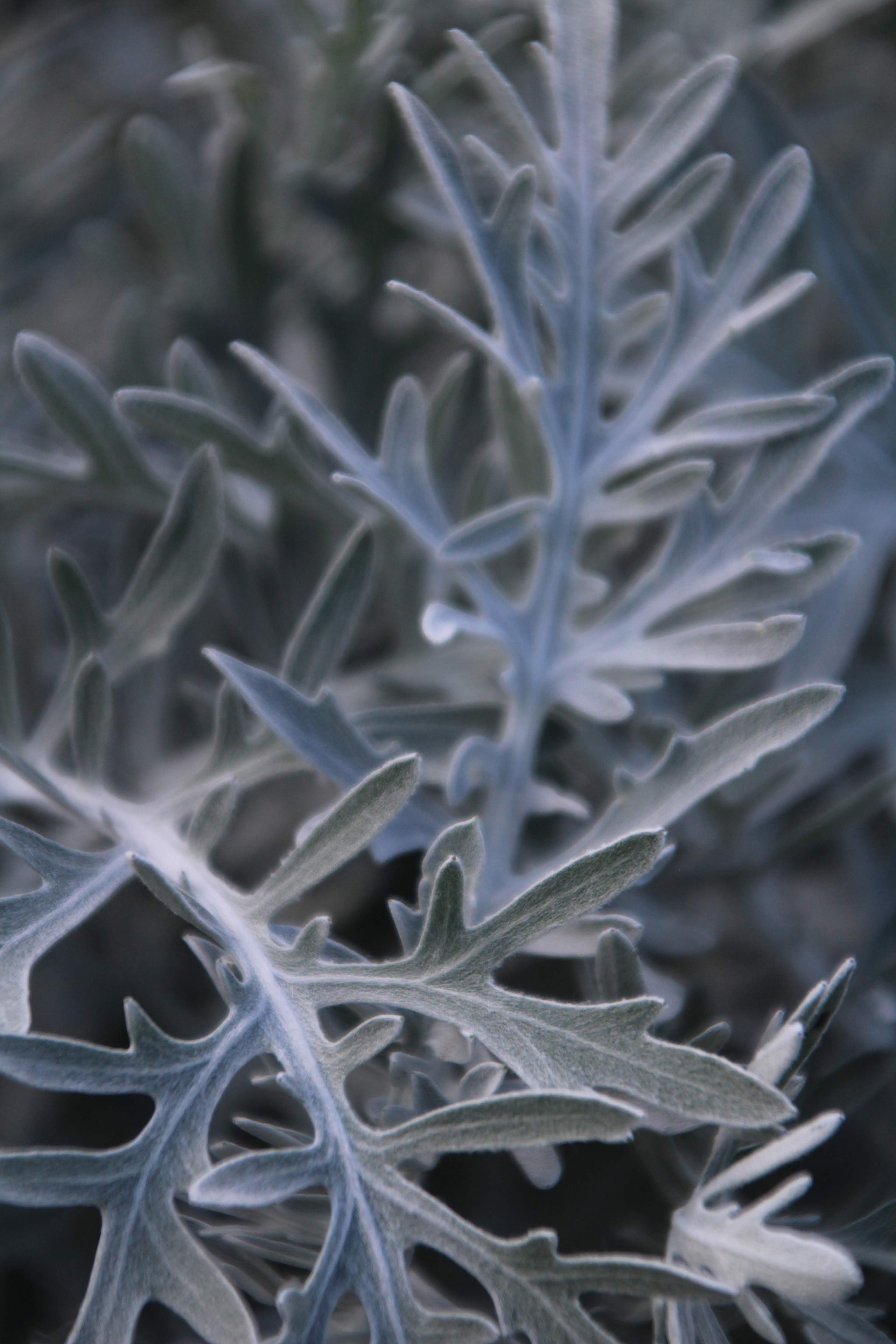 Frost: 2019, Shelburne, Vermont, Digital