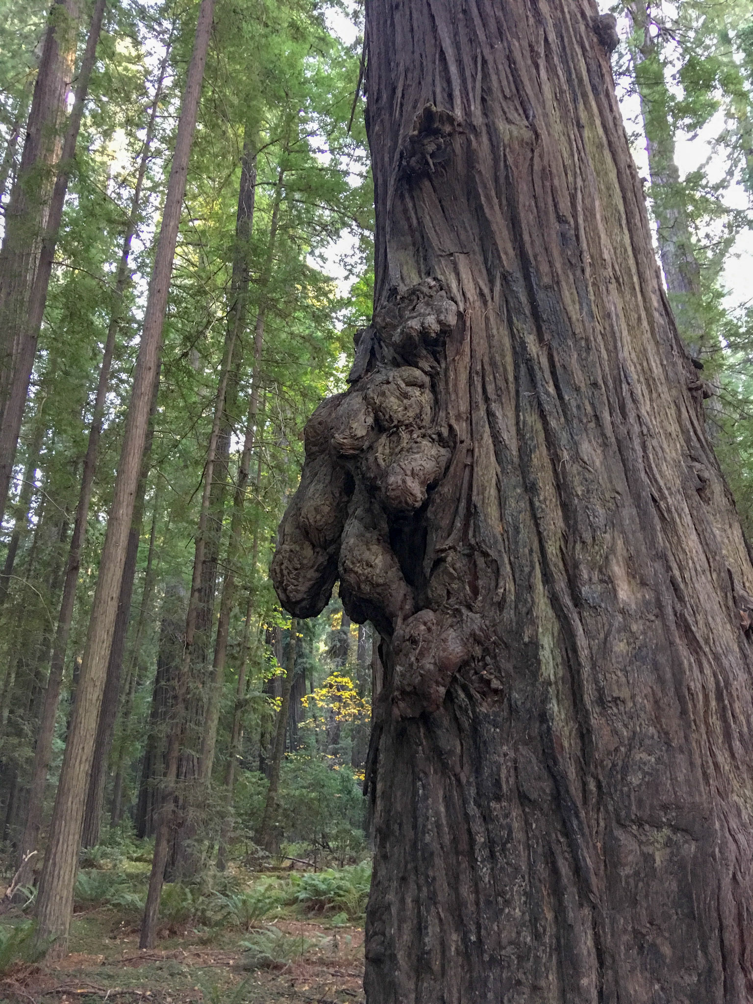 Tree. No idea why it should be funny.