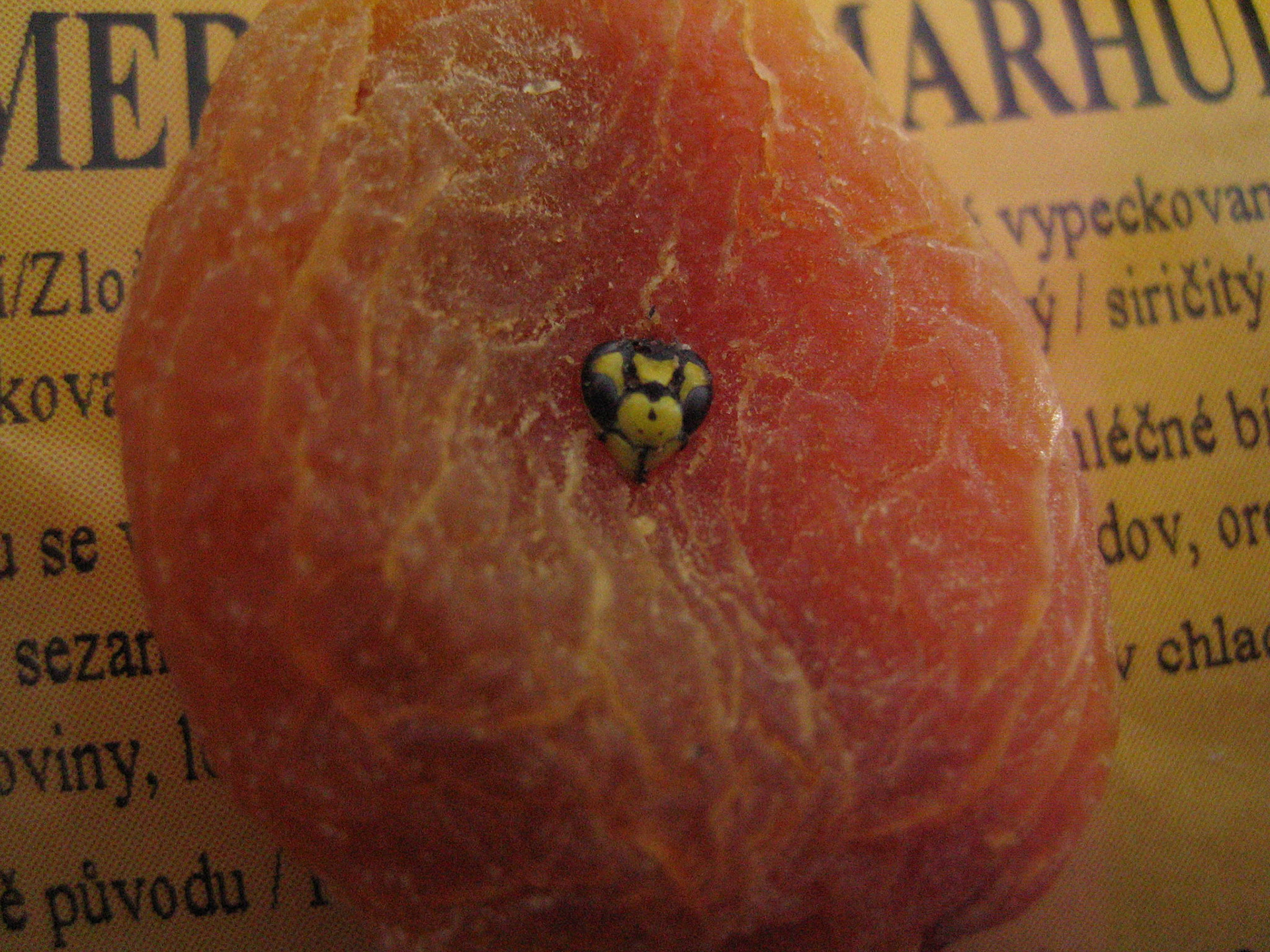 International wasp, imported from Slovakia