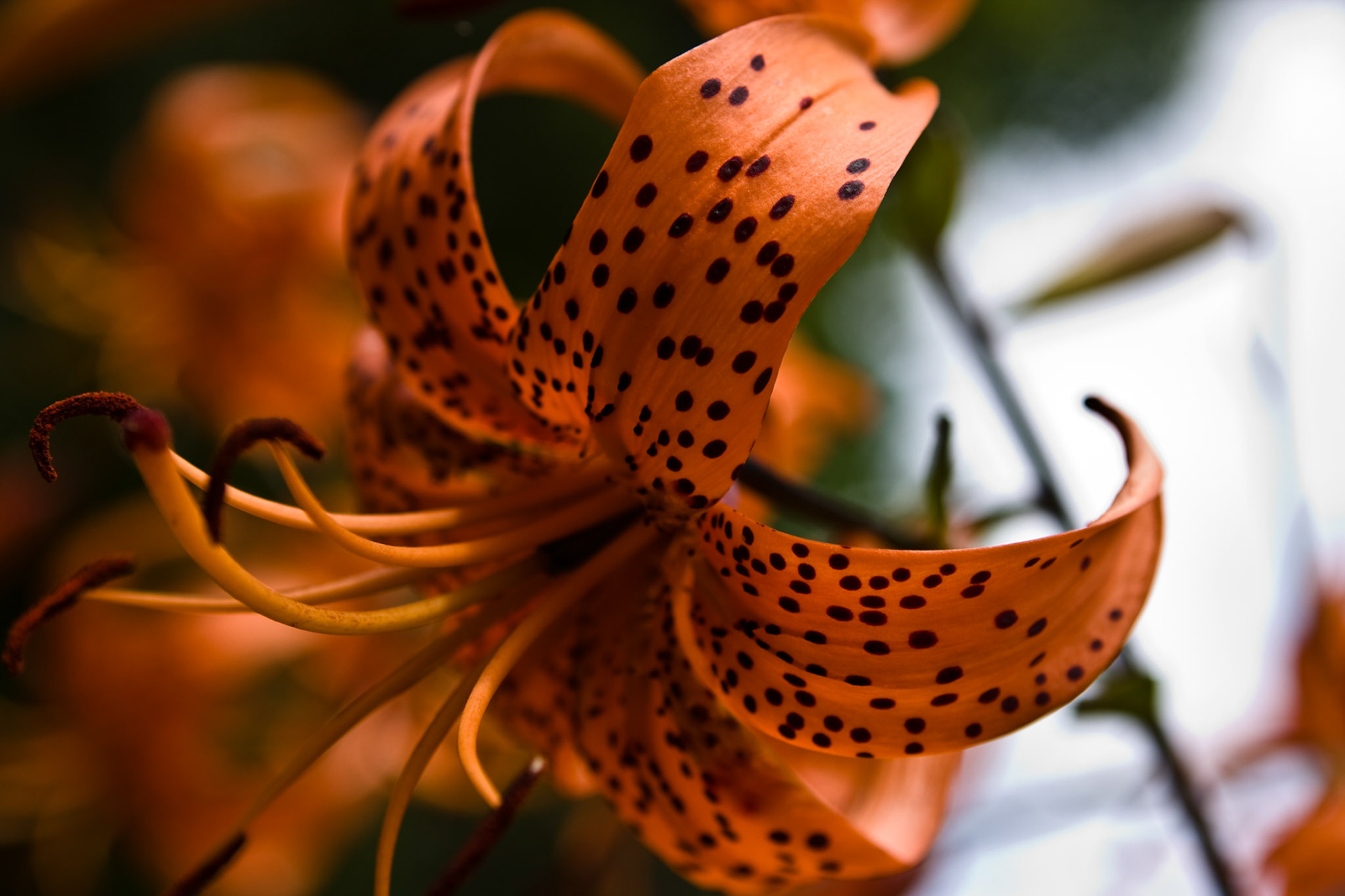 Tiger Lilly In Bloom