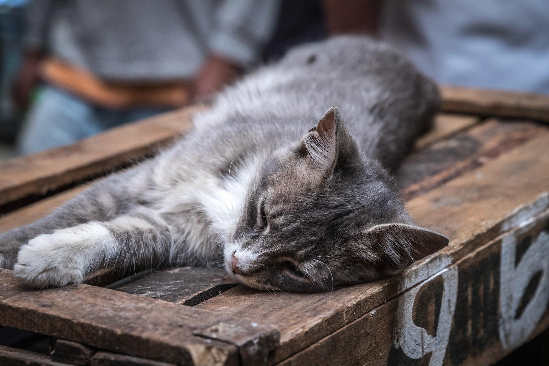 Street Cat